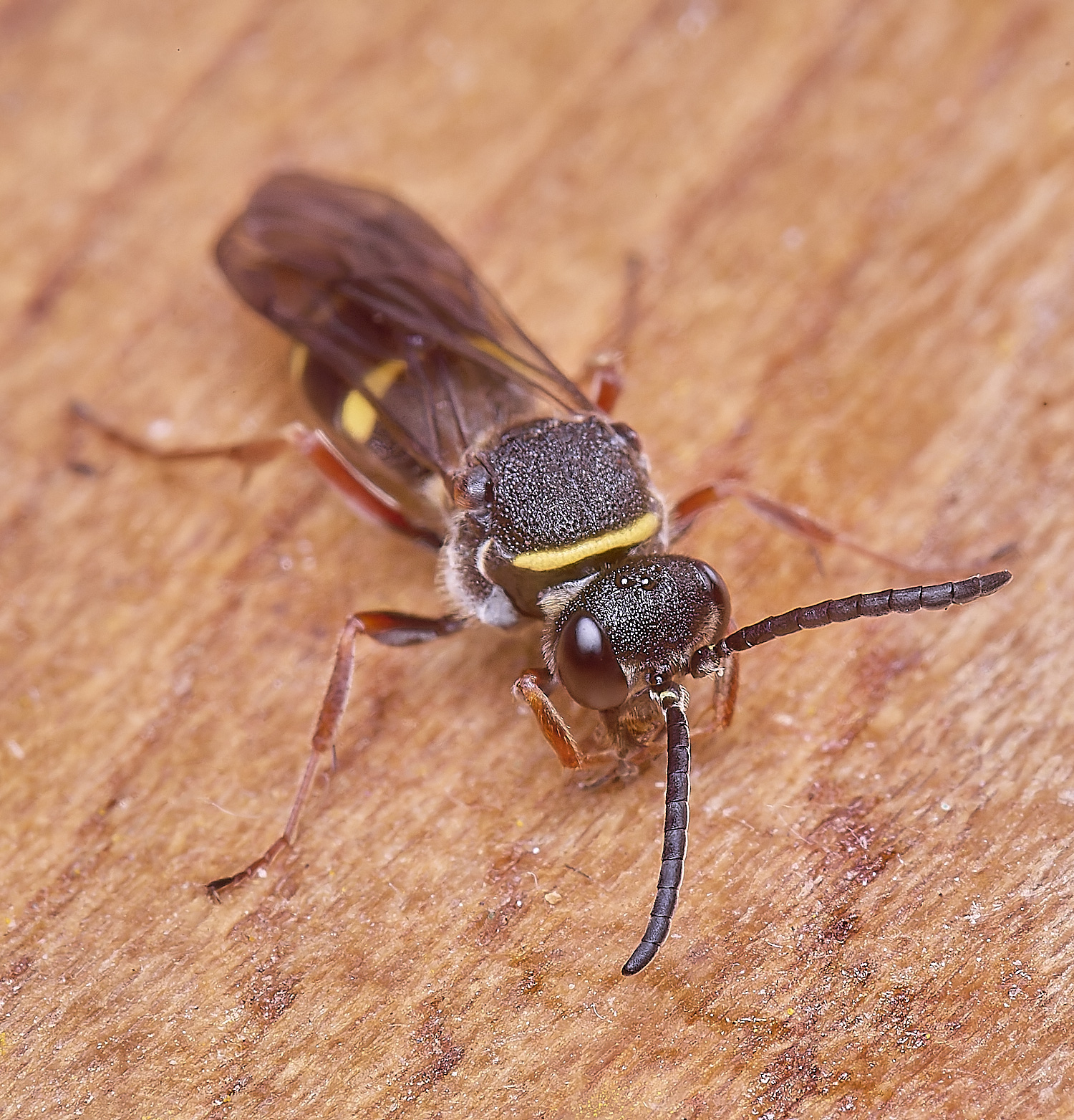 HanworthNspinosus310525-2