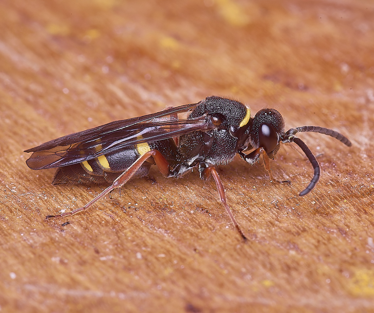 HanworthNspinosus310525-3