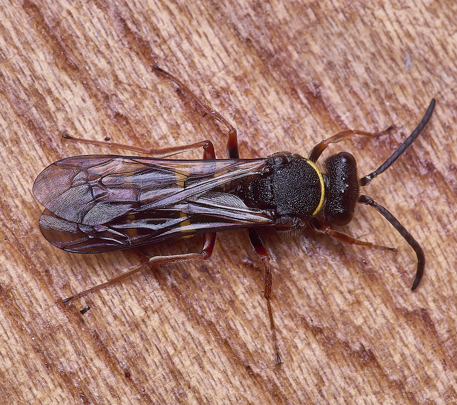 HanworthNspinosus310525-4