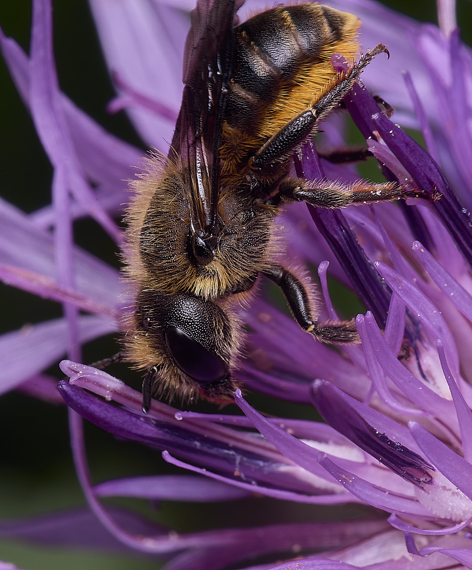 HanworthOleaniae250625-1