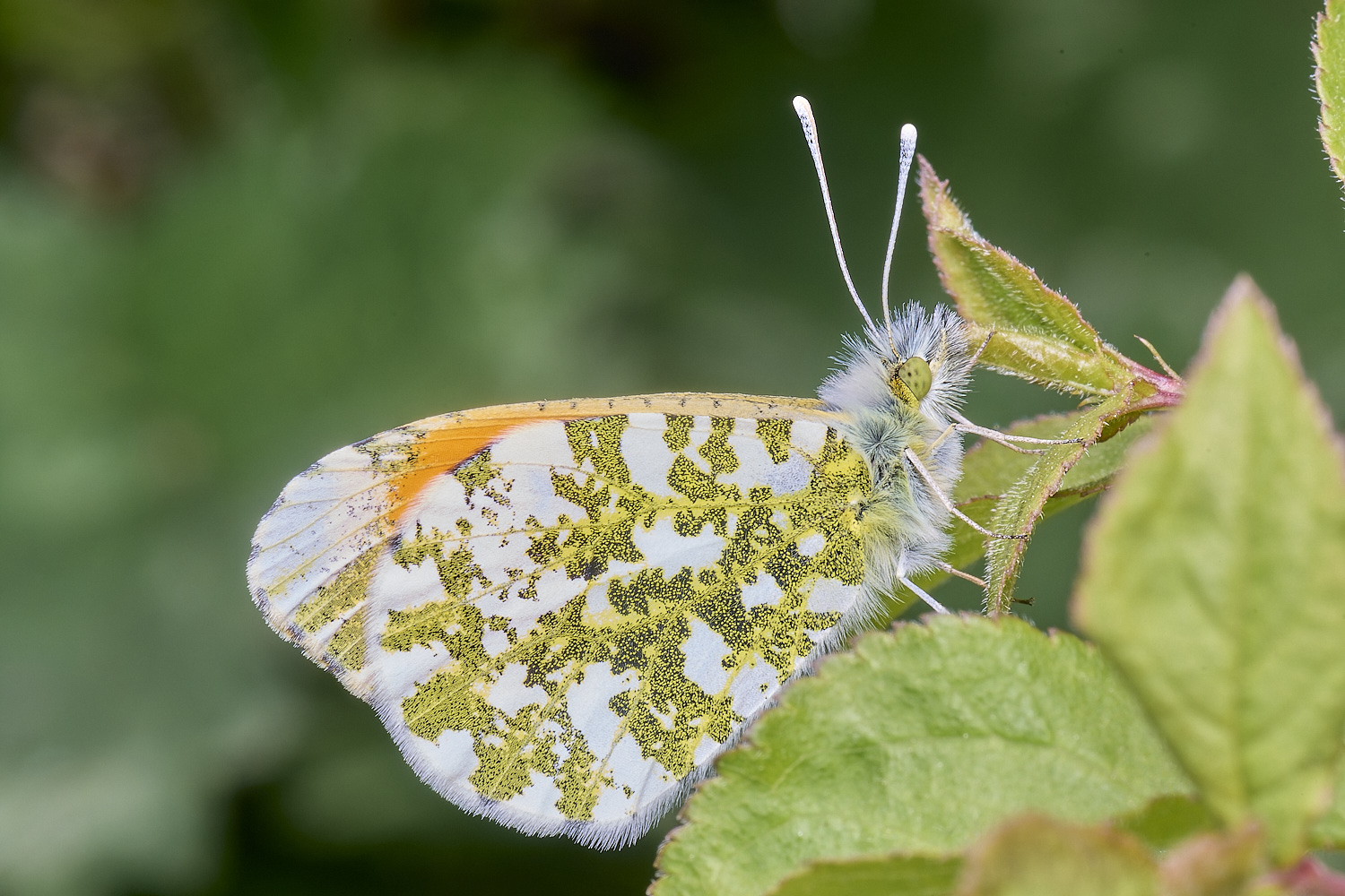 HanworthOrangeTip220425-1