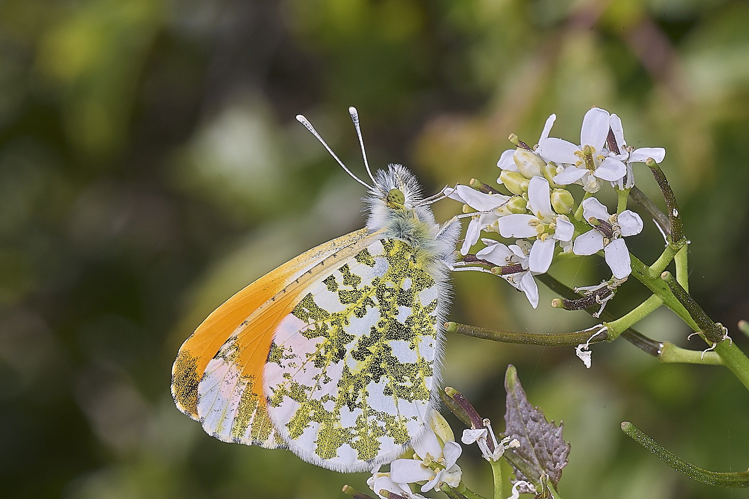 HanworthOrangeTip220425-2