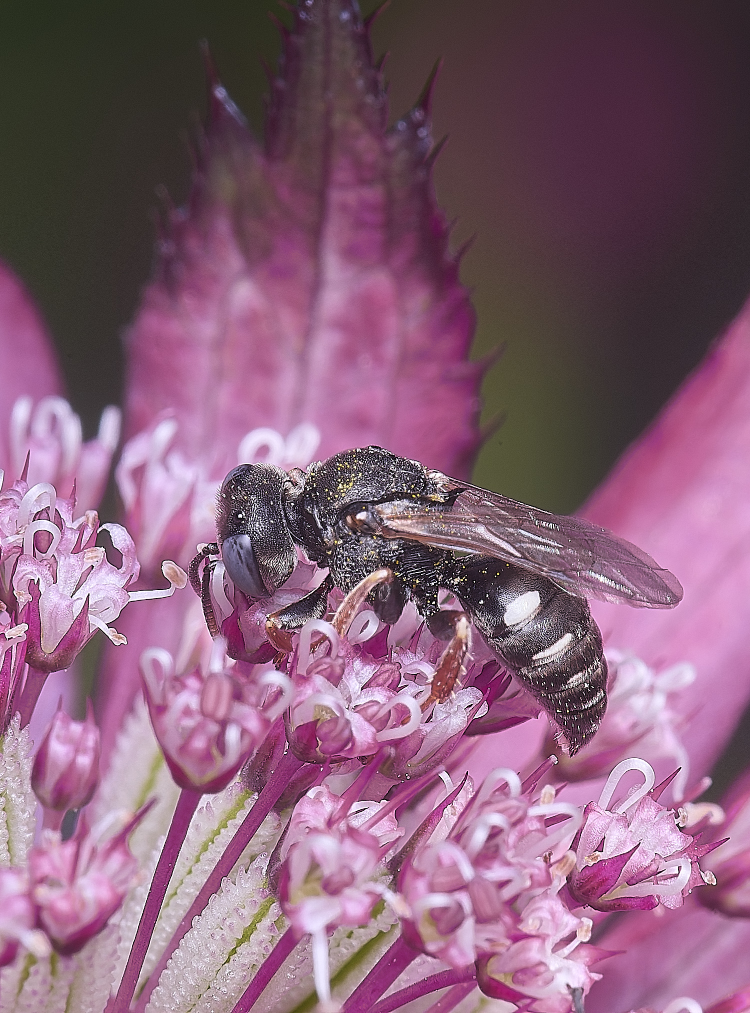 HanworthOuniglumis280725-1