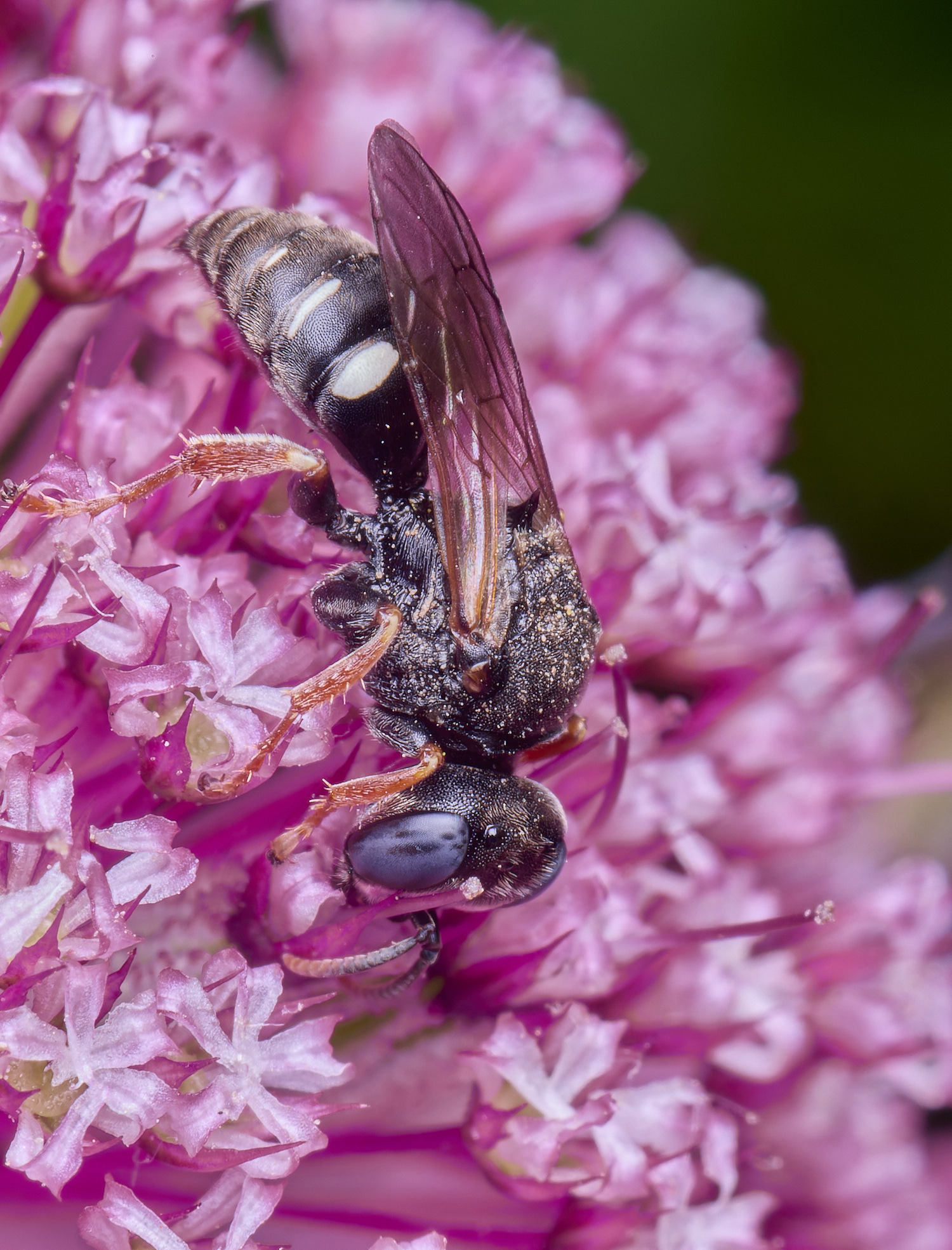 HanworthOuniglumis300525-1