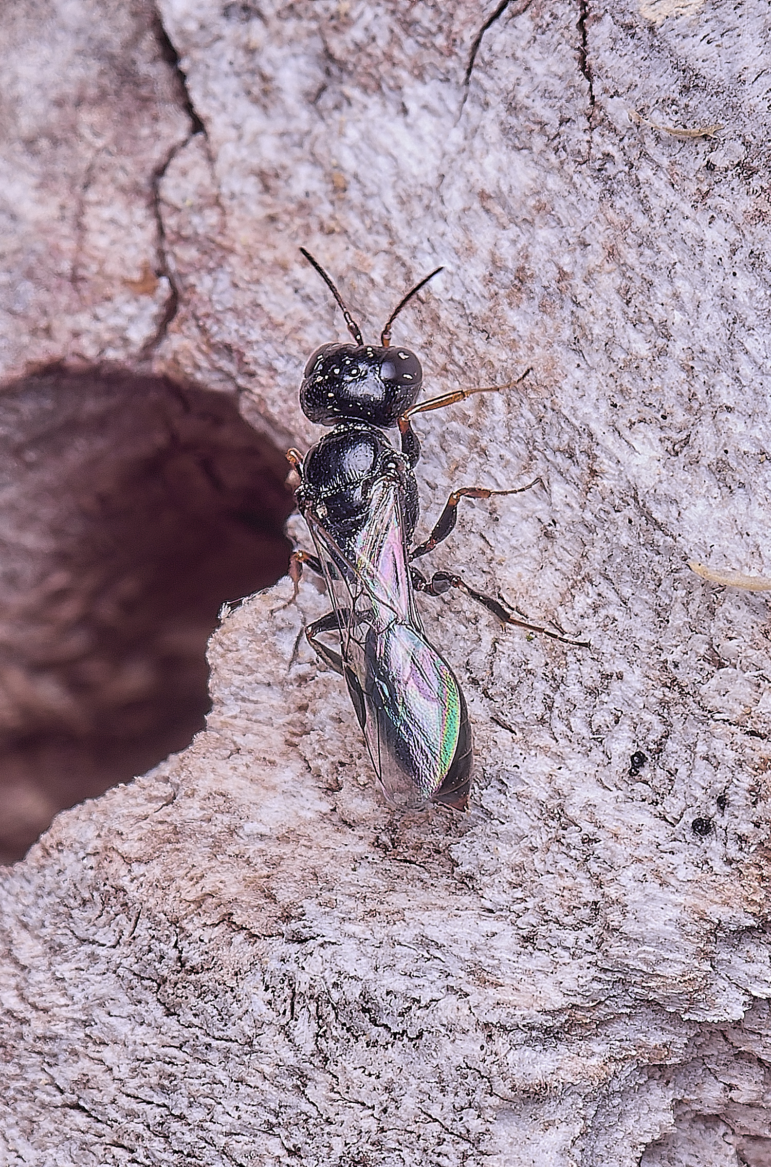 HanworthPcorniger280525-1