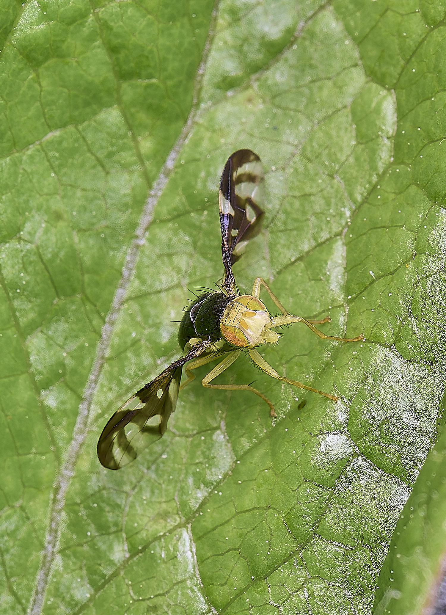 HanworthPictureWIng130525-1