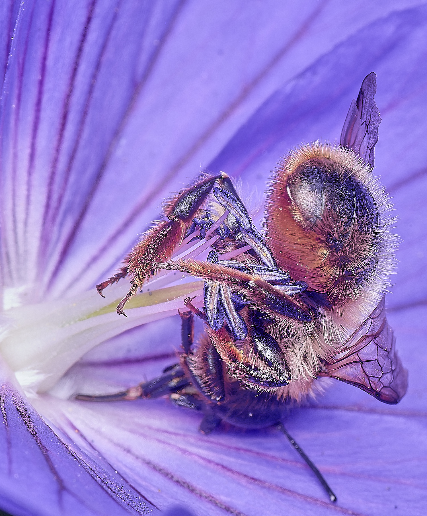 HanworthRedMasonBee300525-1 1