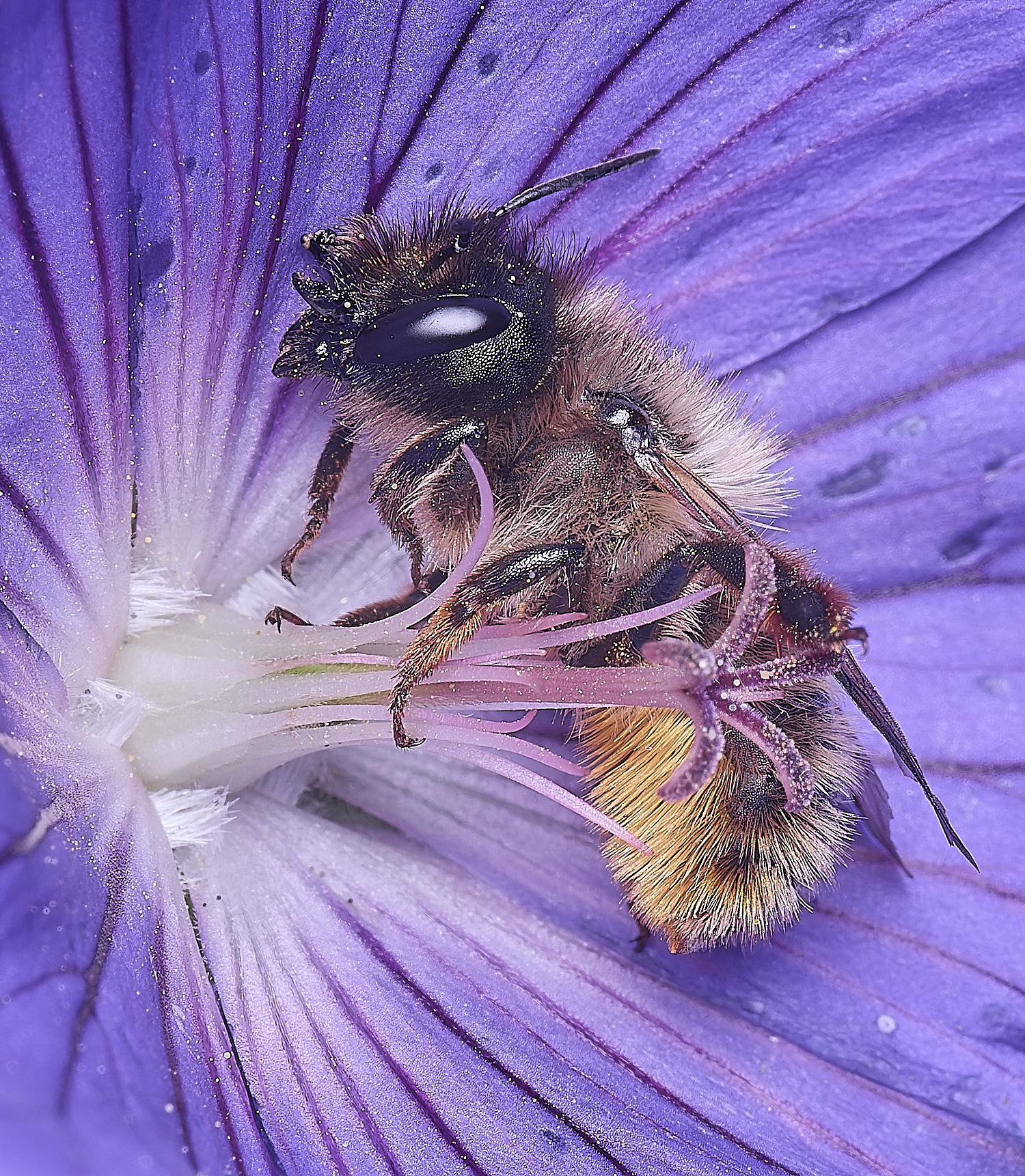 HanworthRedMasonBee300525-2 1