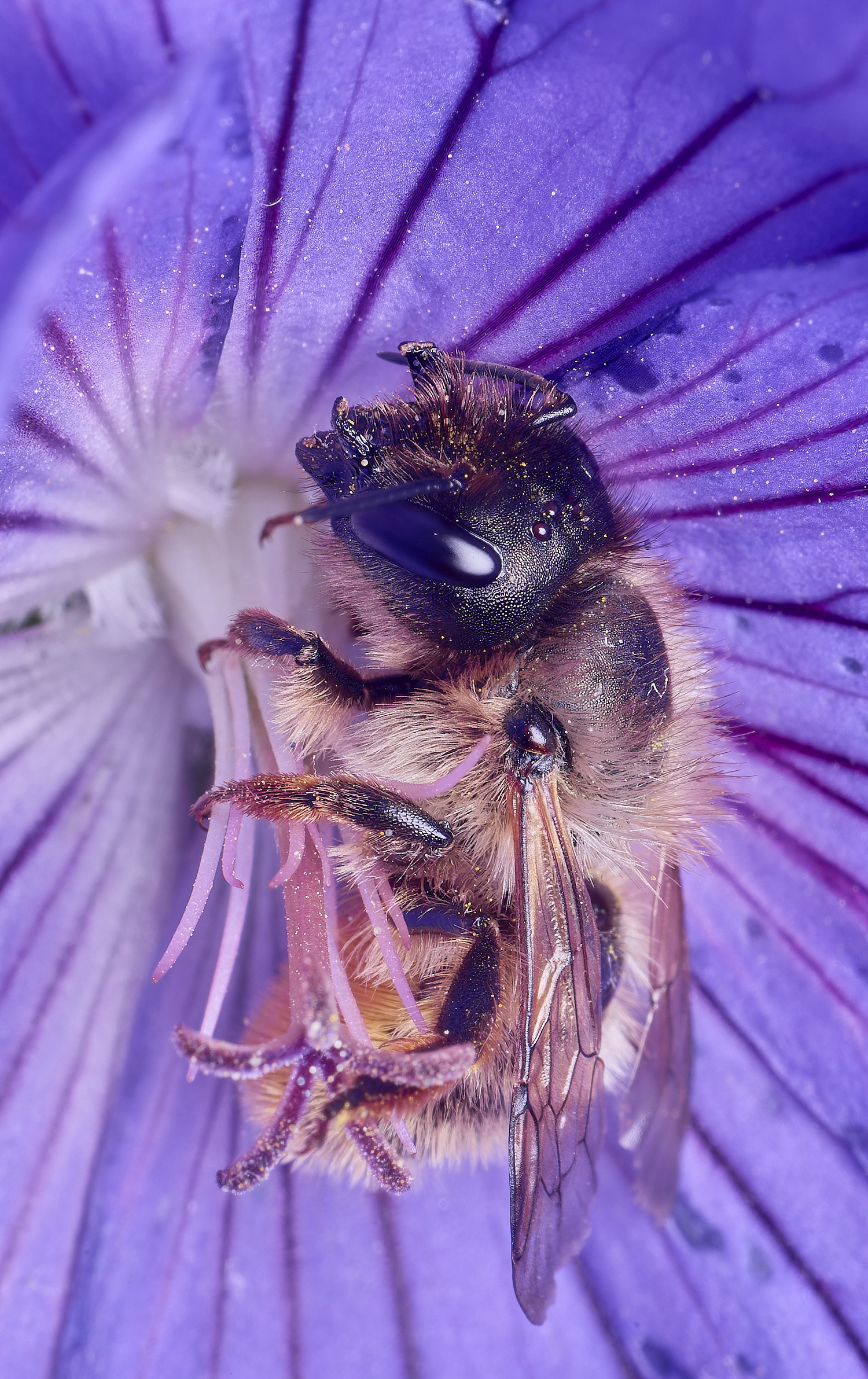 HanworthRedMasonBee300525-3 1