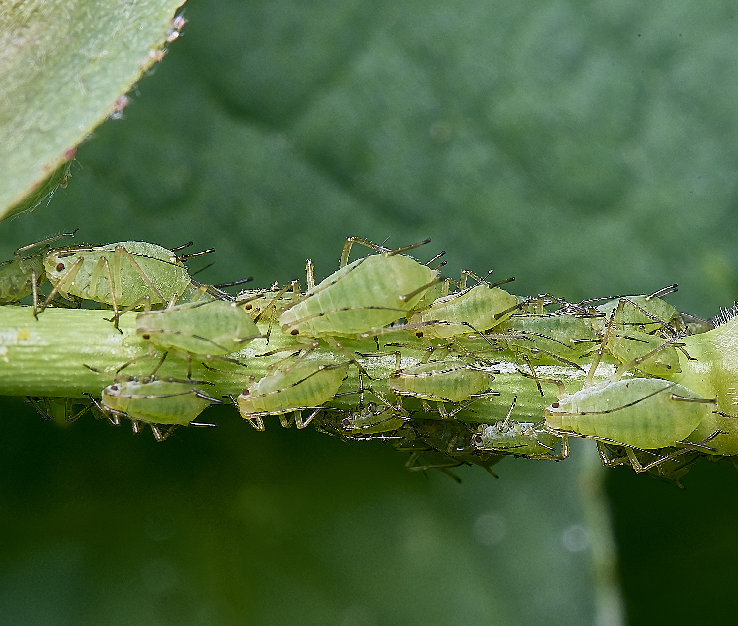 HanworthRoseAphid150525-1