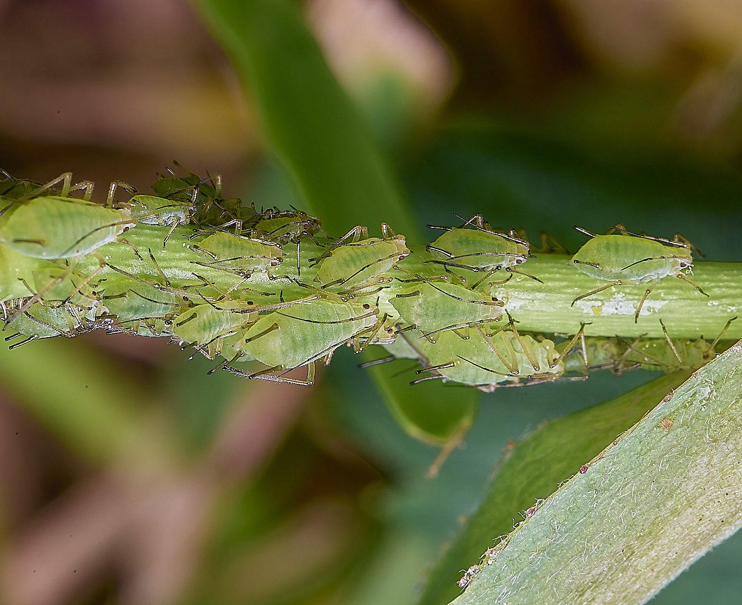 HanworthRoseAphid150525-2