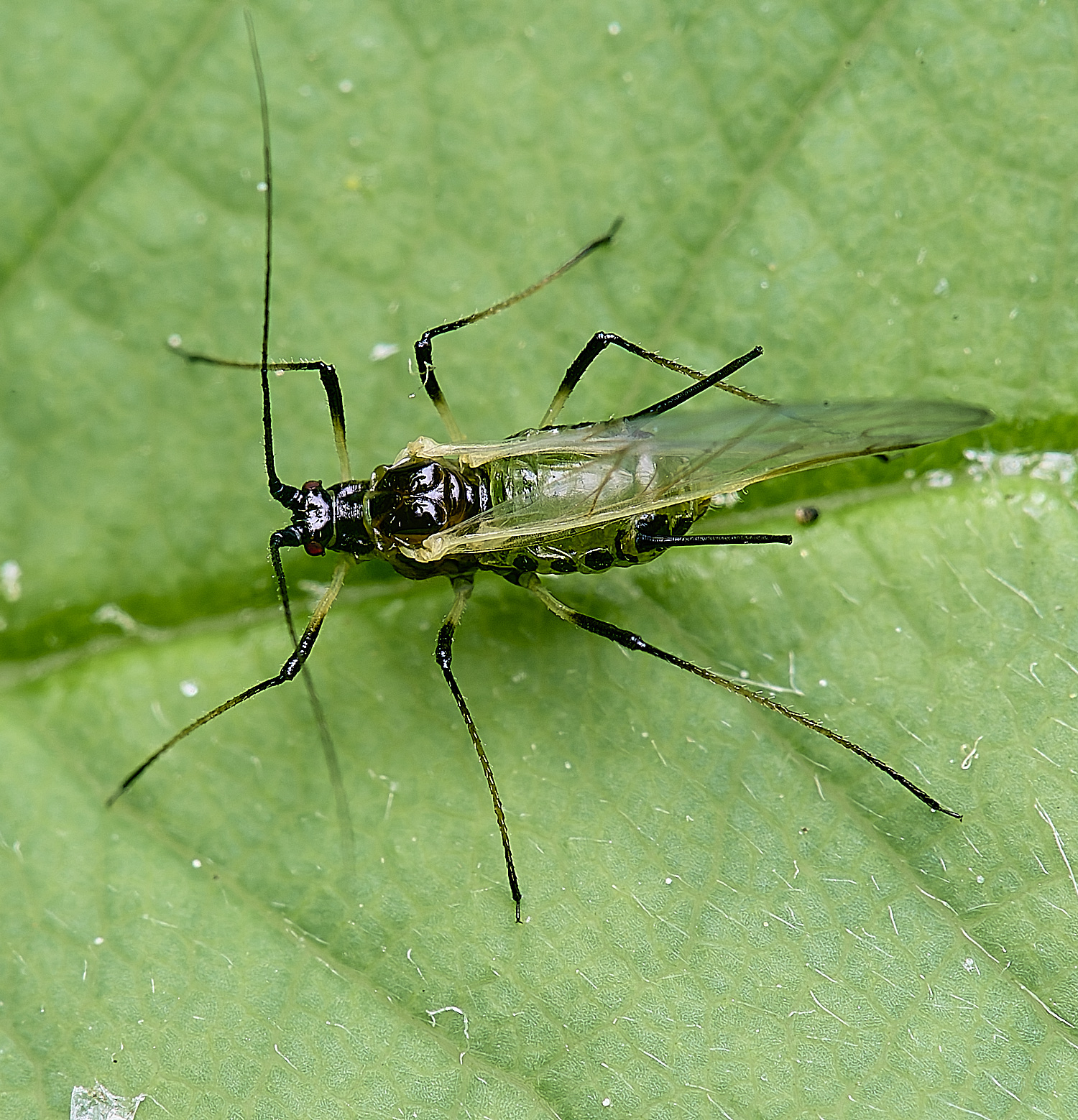 HanworthRoseAphid150525-3