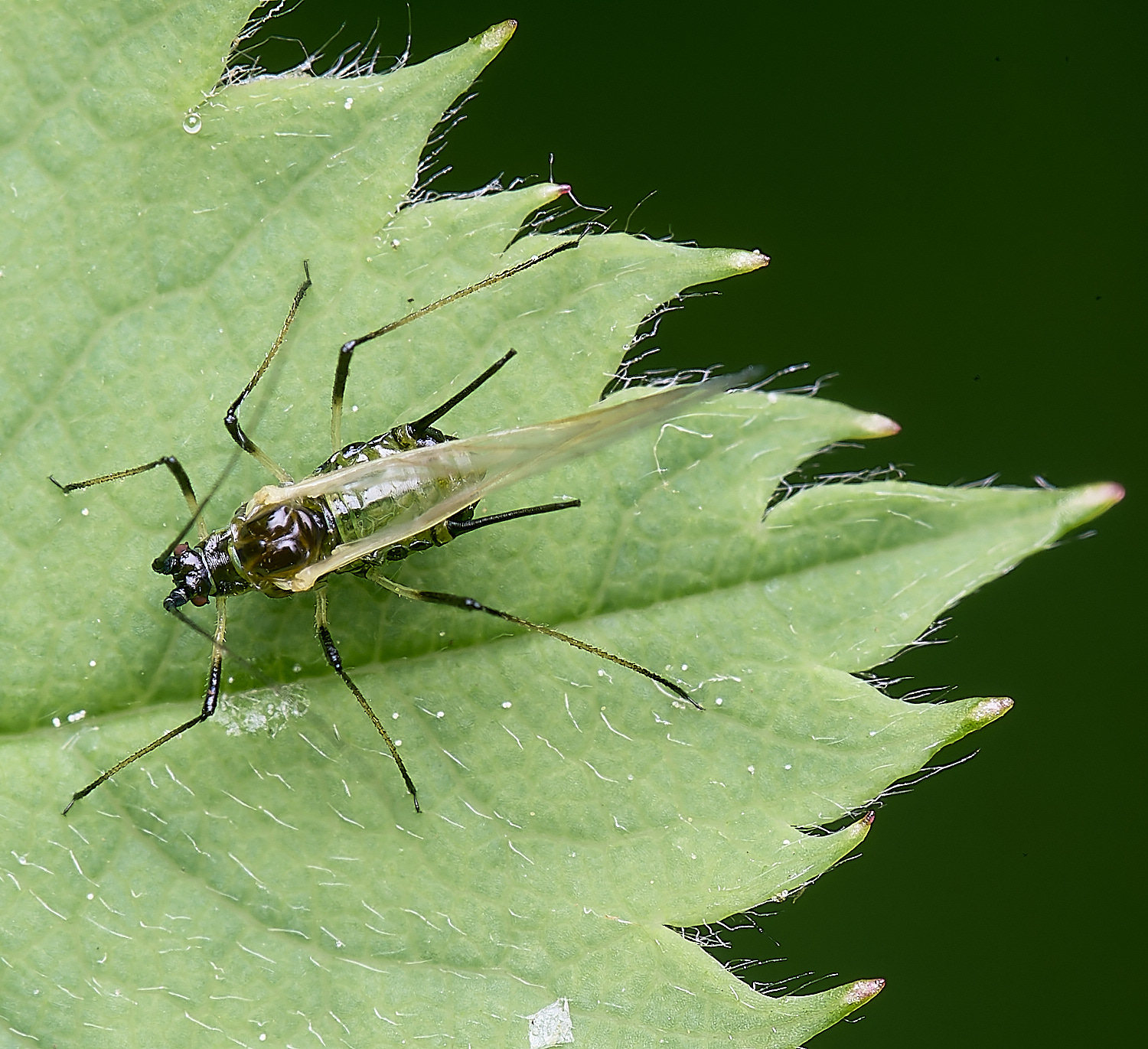 HanworthRoseAphid150525-4