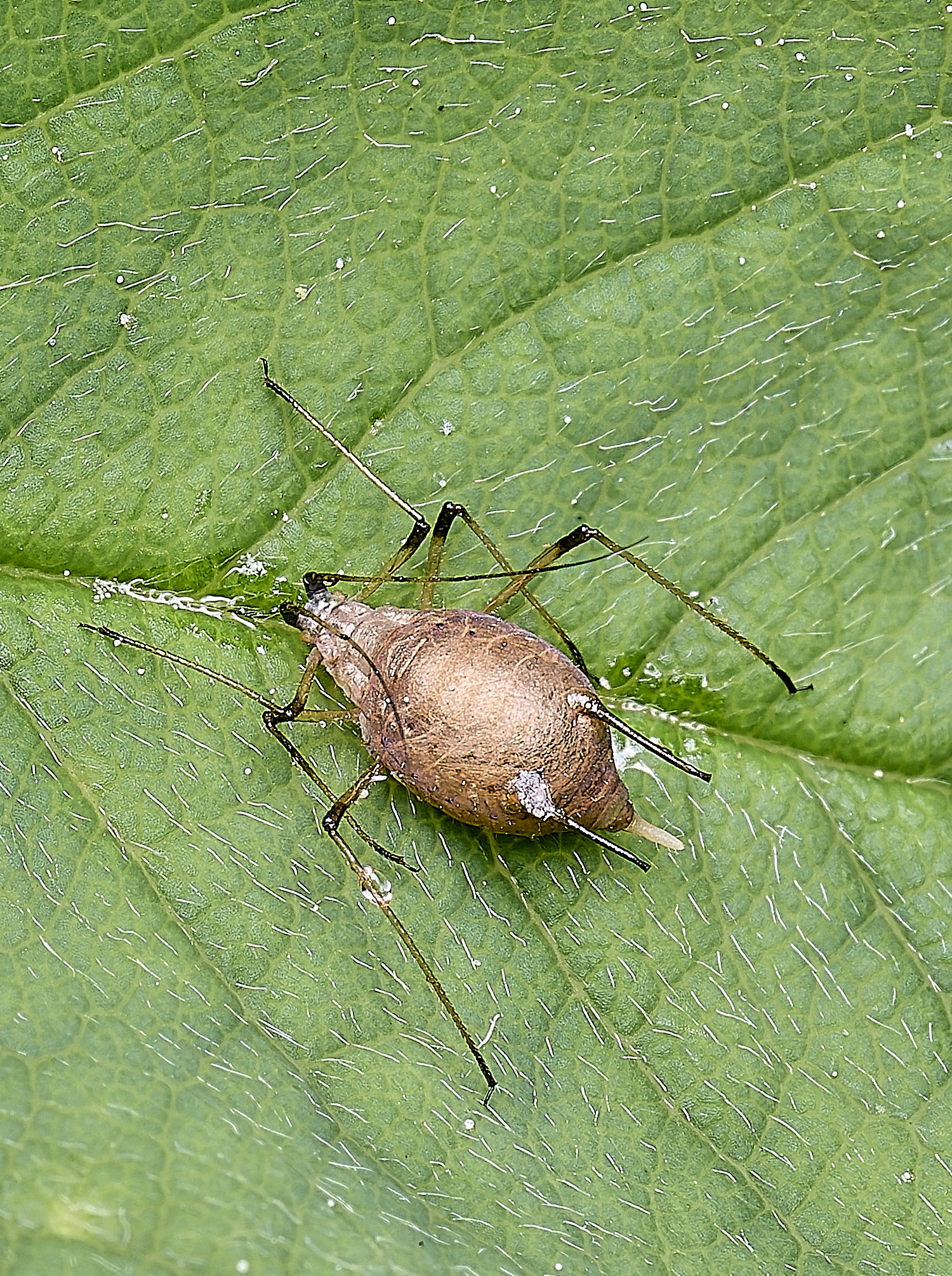 HanworthRoseAphidParasatised150525-1