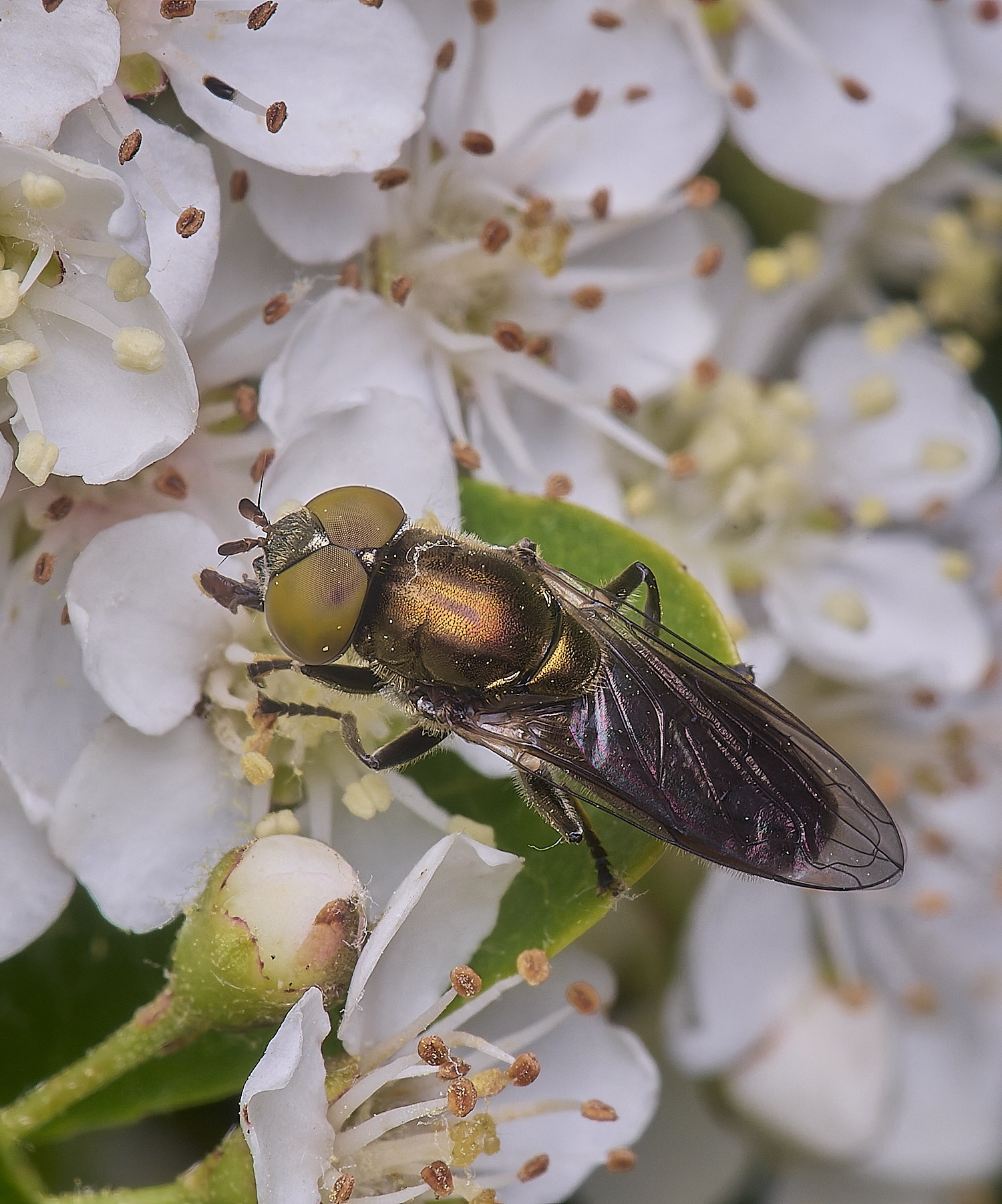 HanworthRsplendens020625-1