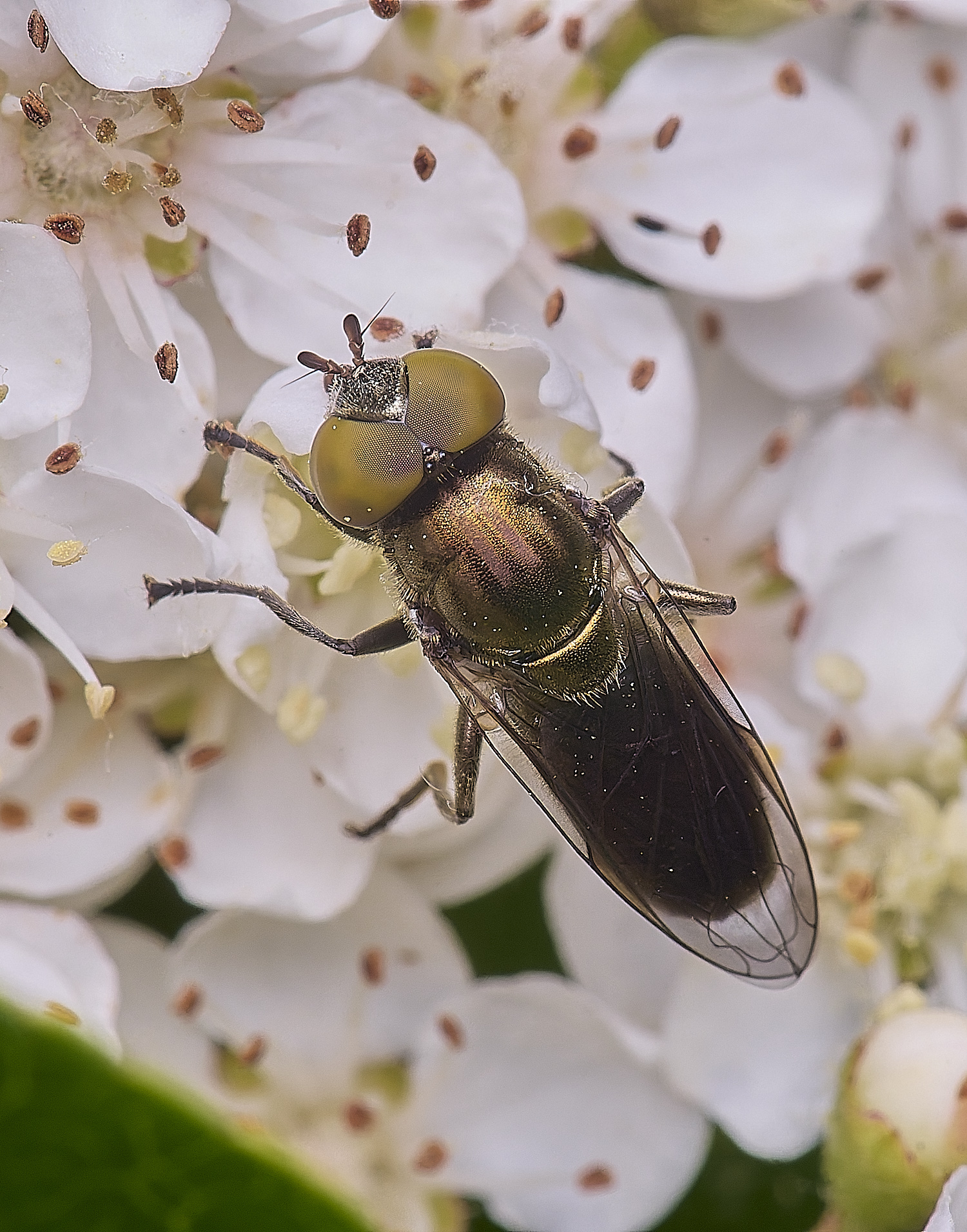 HanworthRsplendens020625-2