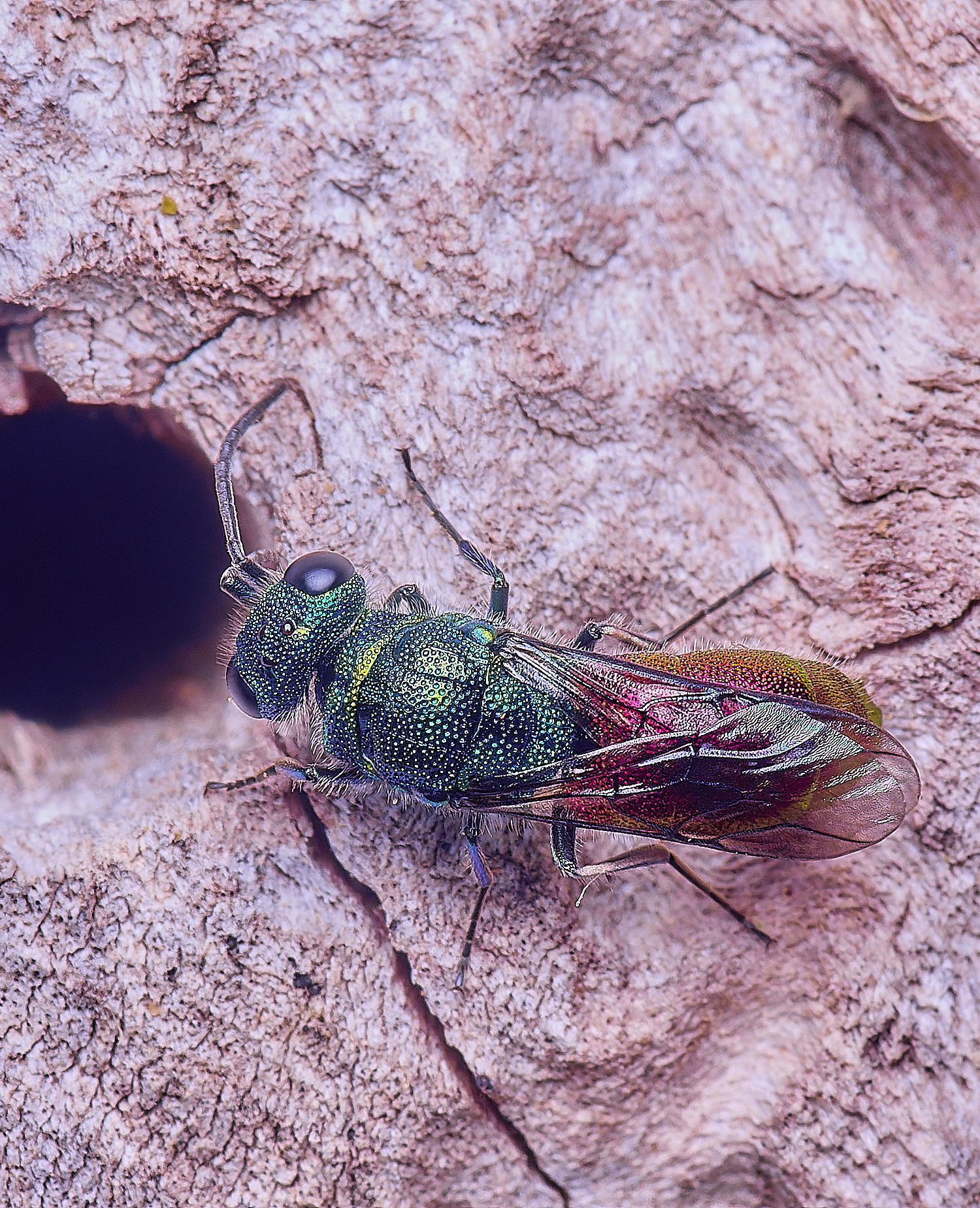 HanworthRubyTail170625-1