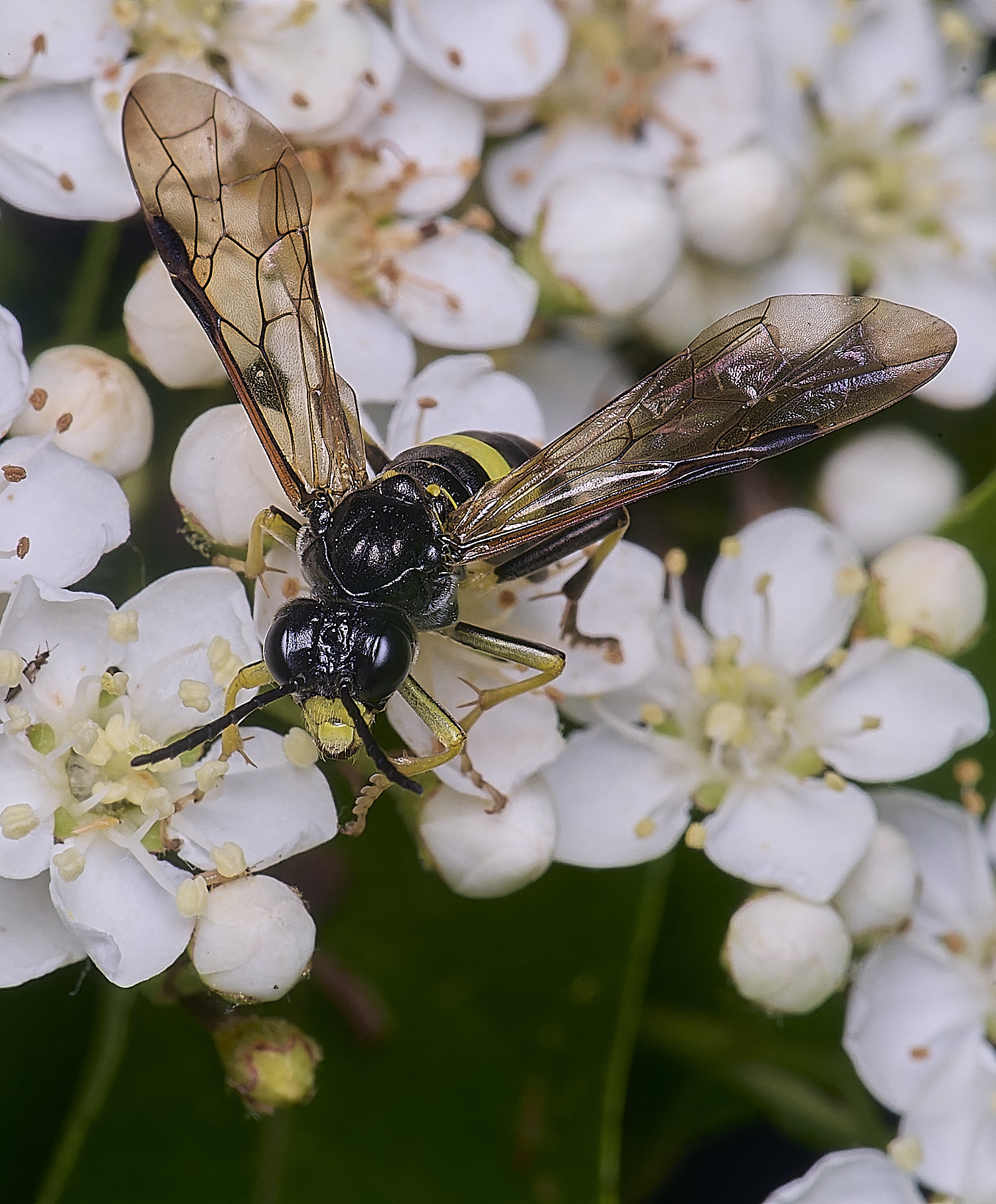 HanworthSawflySp020625-2