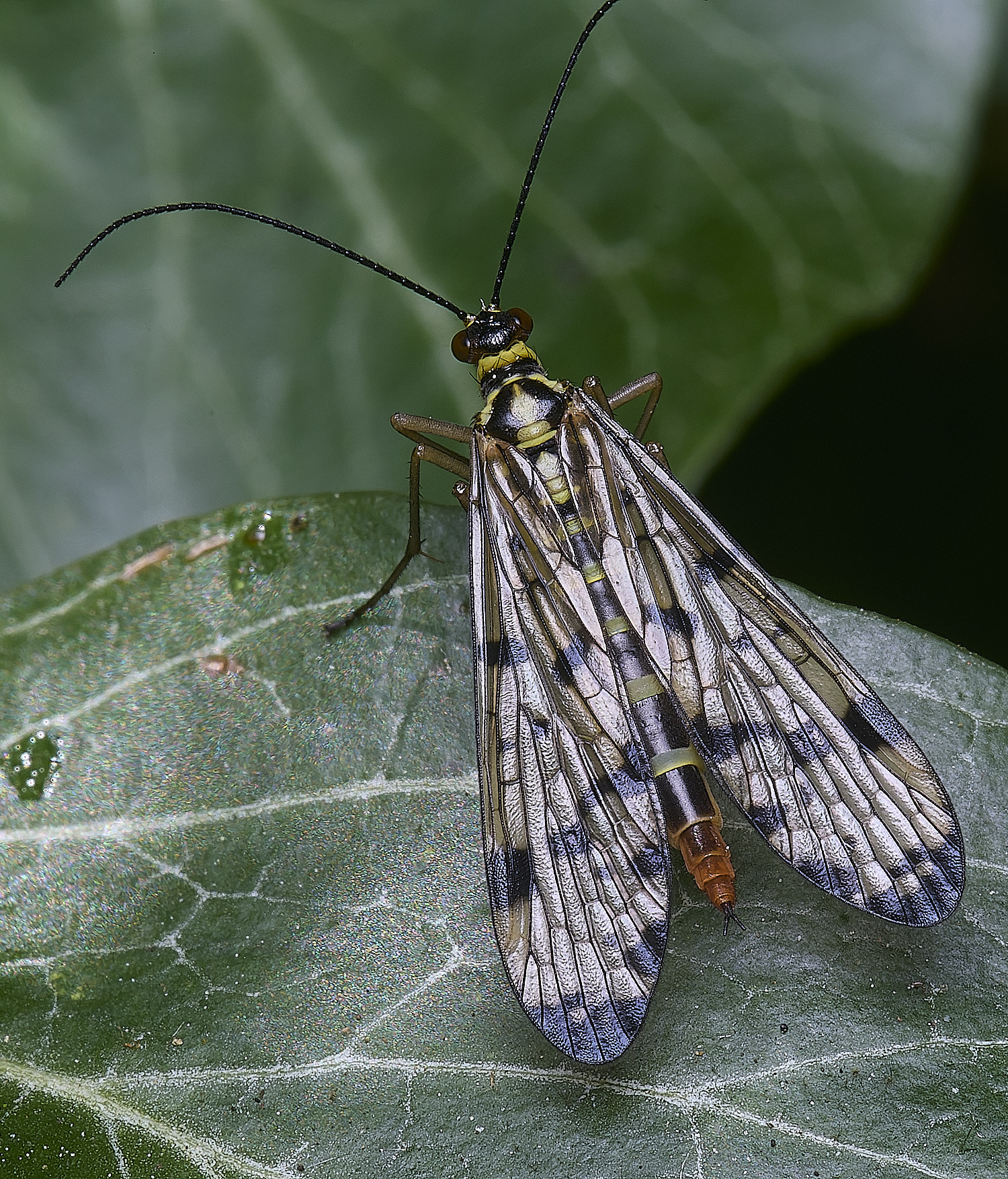 HanworthScorpionFly220525-1