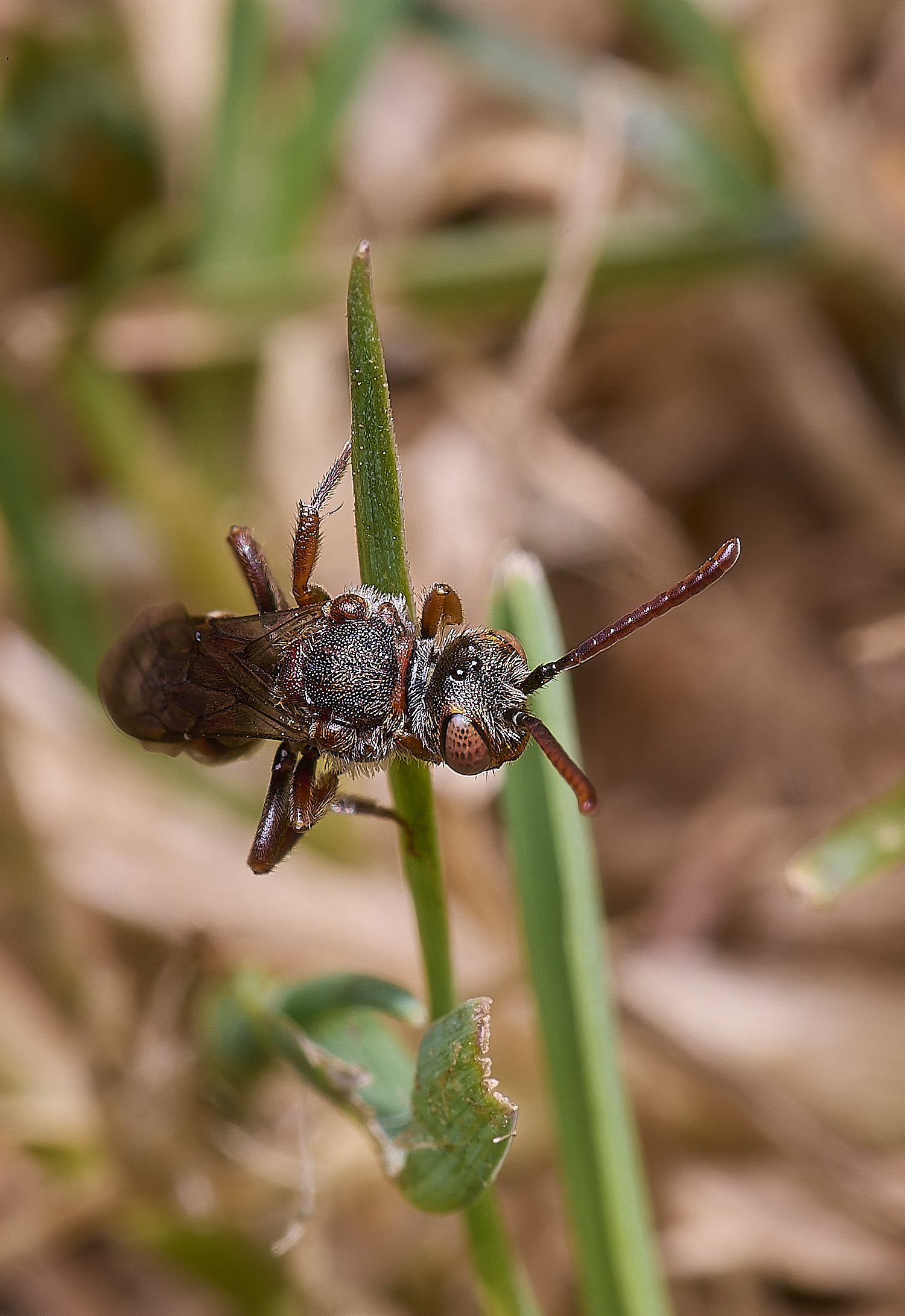 HanworthShort-spinedNomadBee090525-1