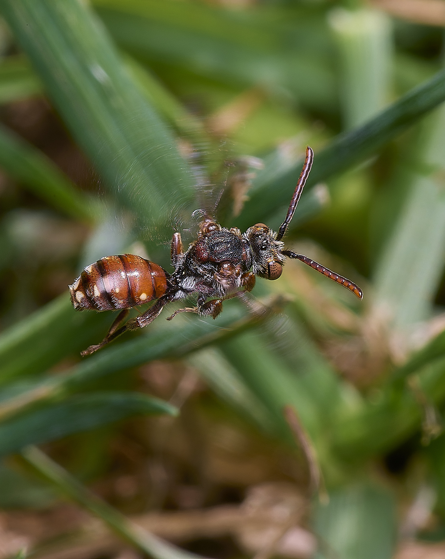 HanworthShort-spinedNomadBee090525-2