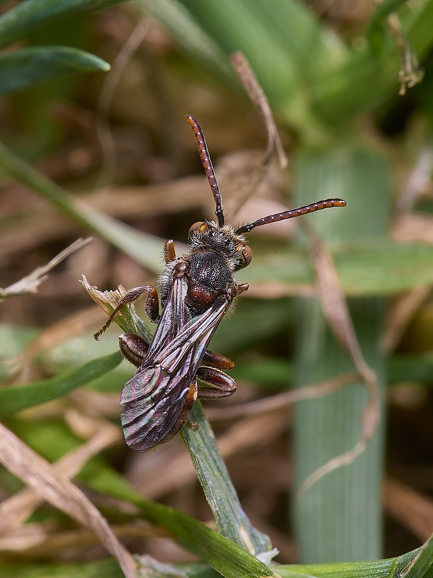 HanworthShort-spinedNomadBee090525-3