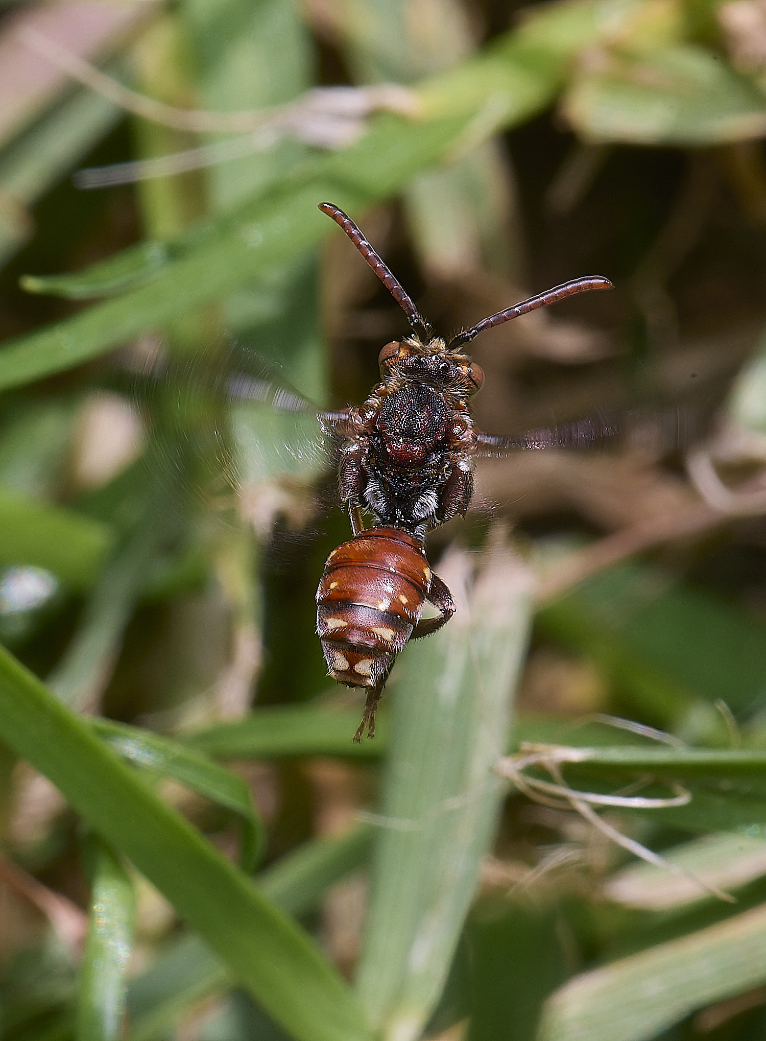 HanworthShort-spinedNomadBee090525-4