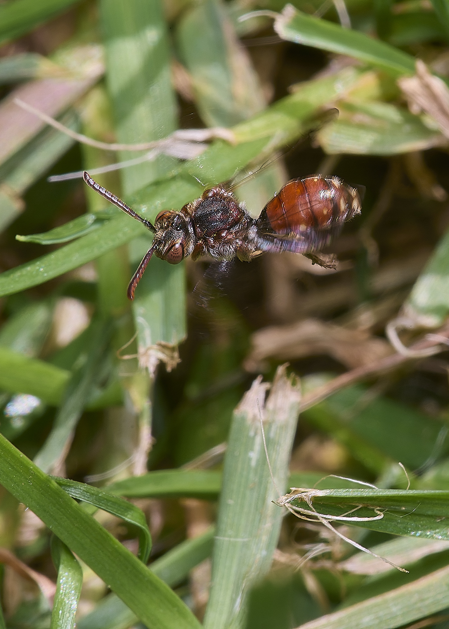 HanworthShort-spinedNomadBee090525-5