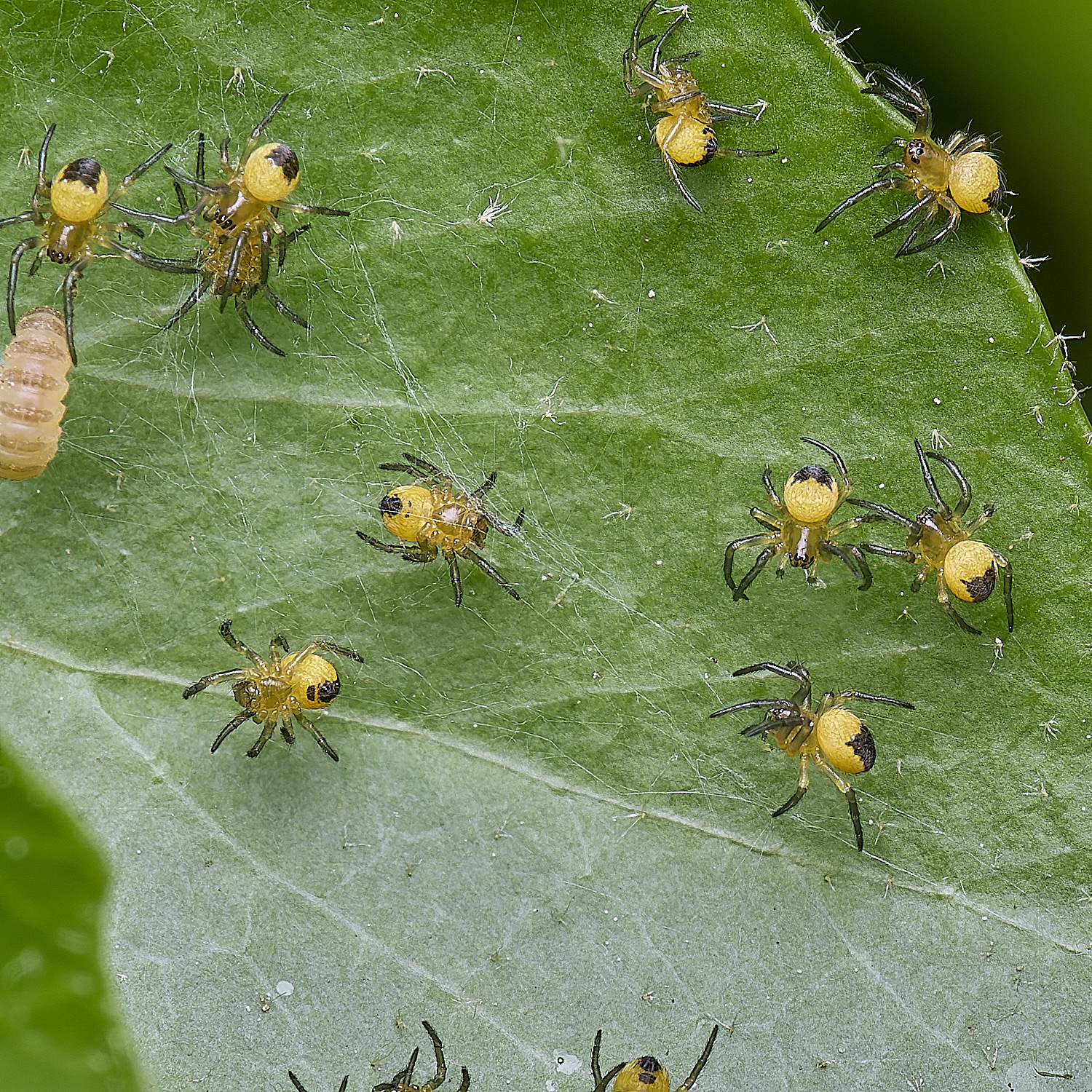 HanworthSpiderSp220525-1