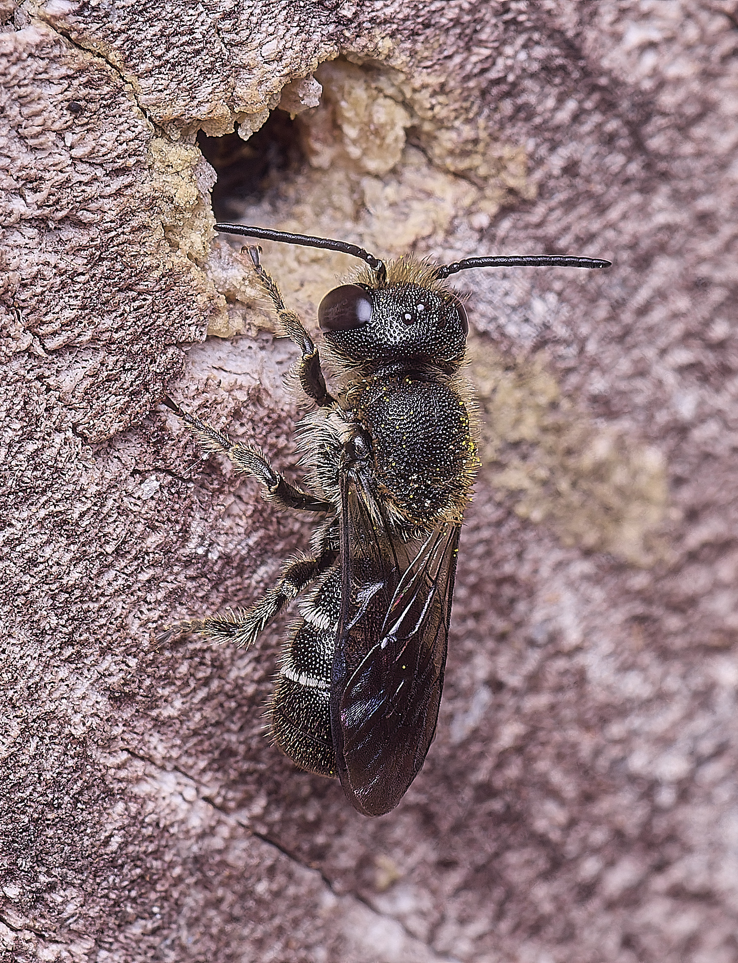 HanworthStellis140625-2