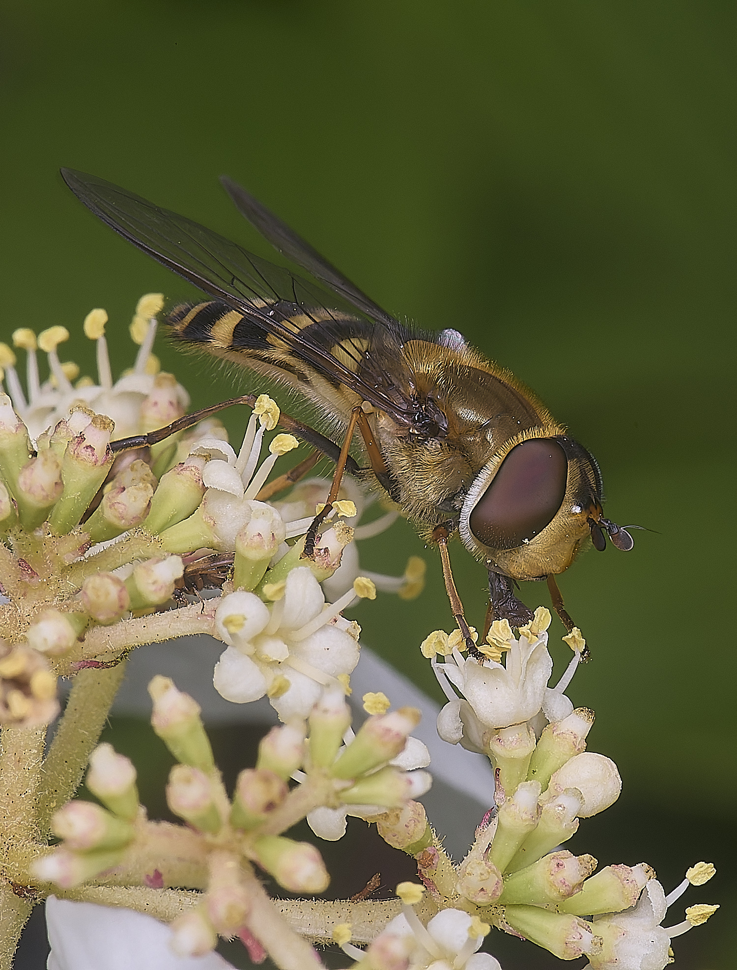 HanworthSyrphusSp020625-2