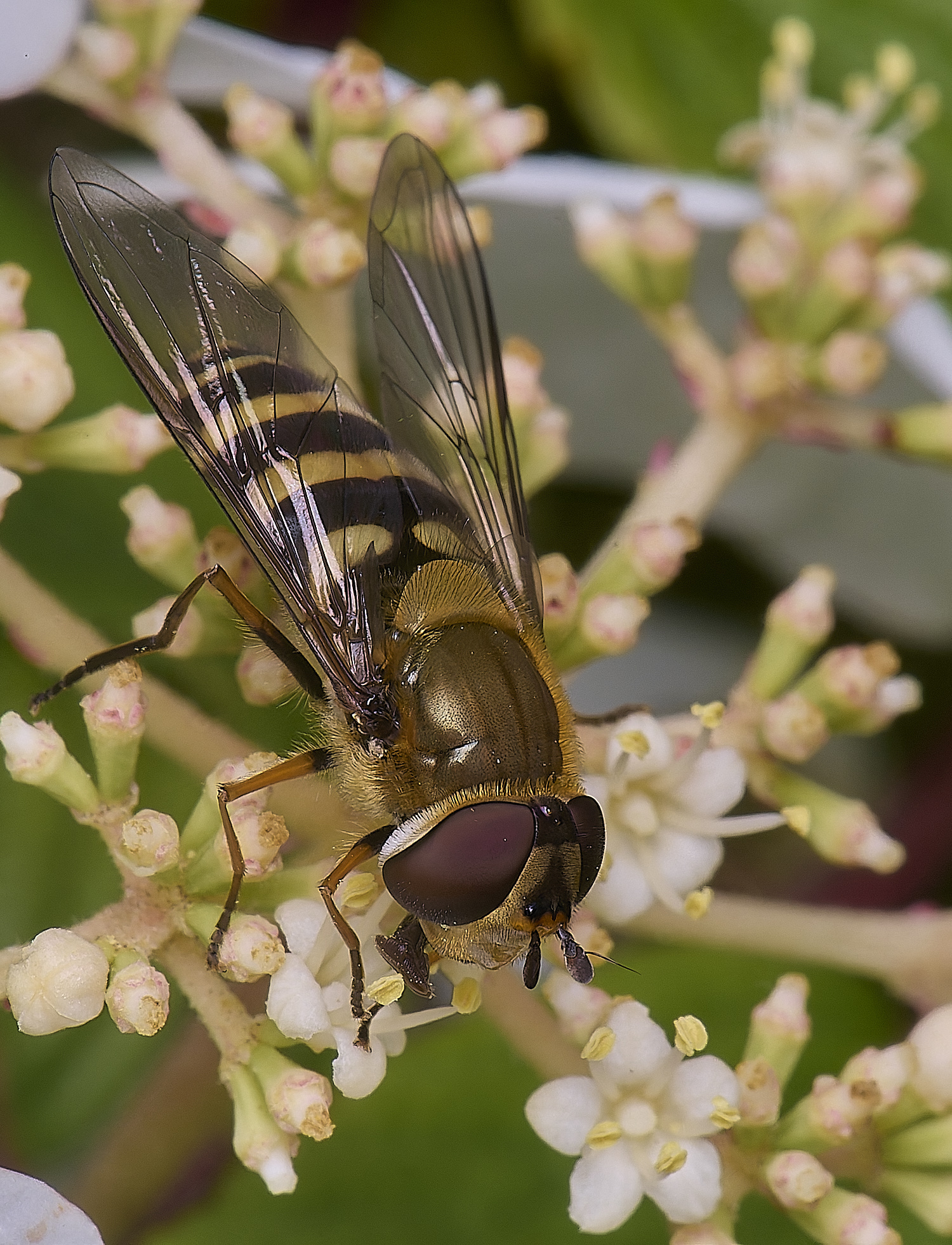 HanworthSyrphusSp020625-3