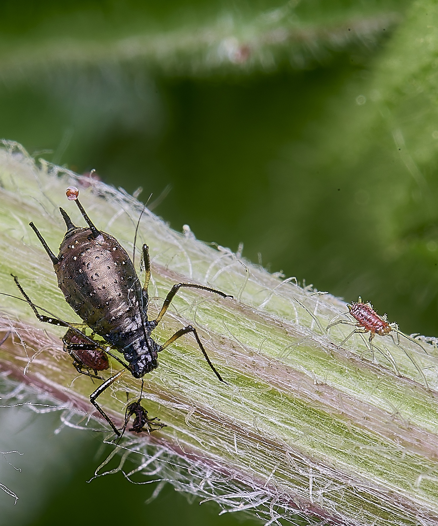 HanworthUjacae130525-1