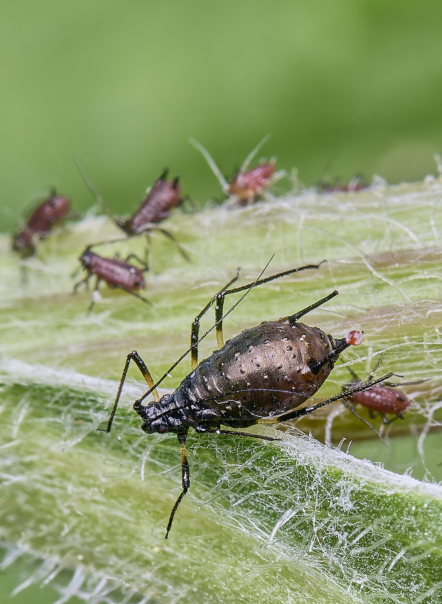 HanworthUjacae130525-2