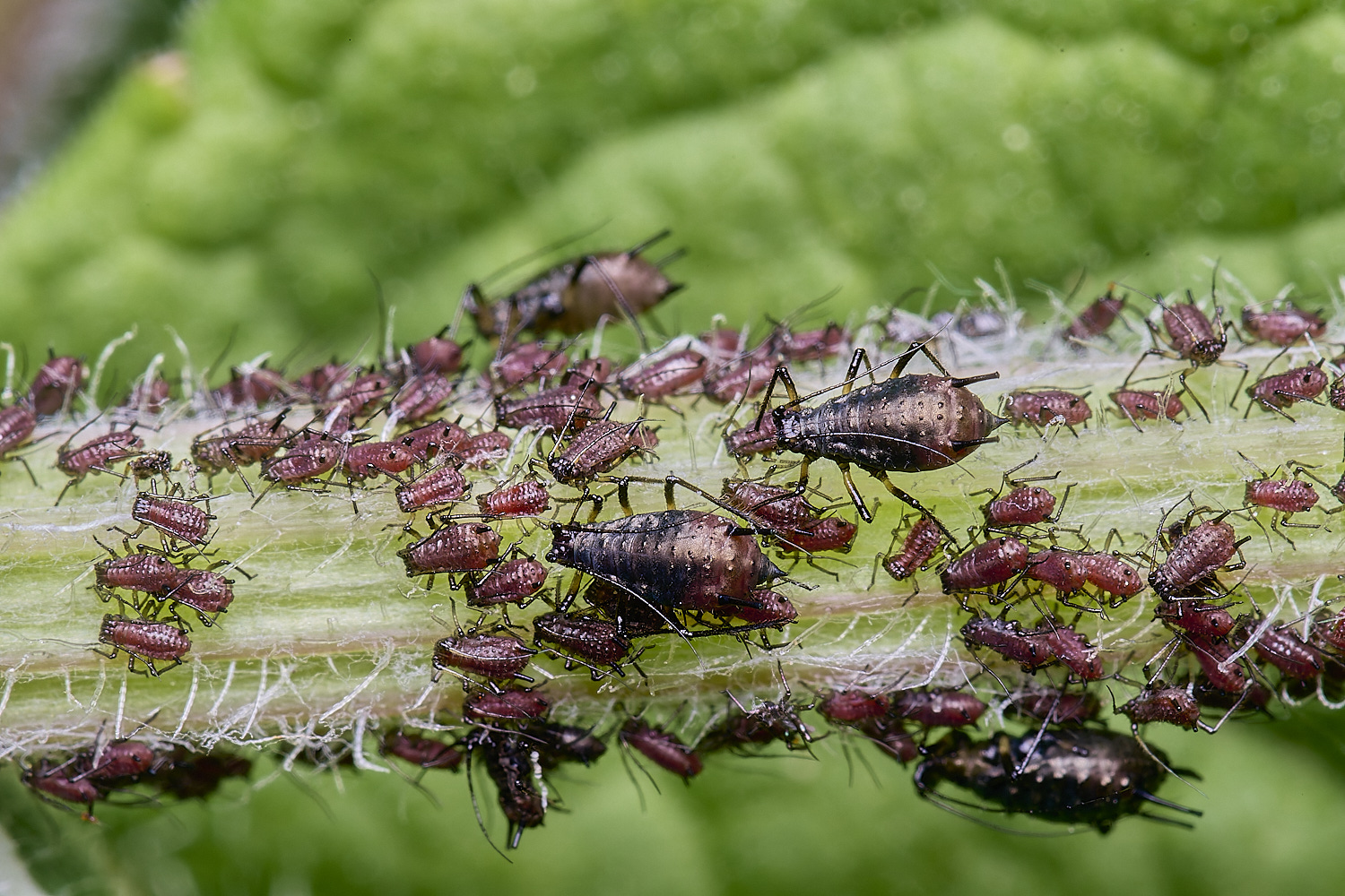 HanworthUjacae130525-3