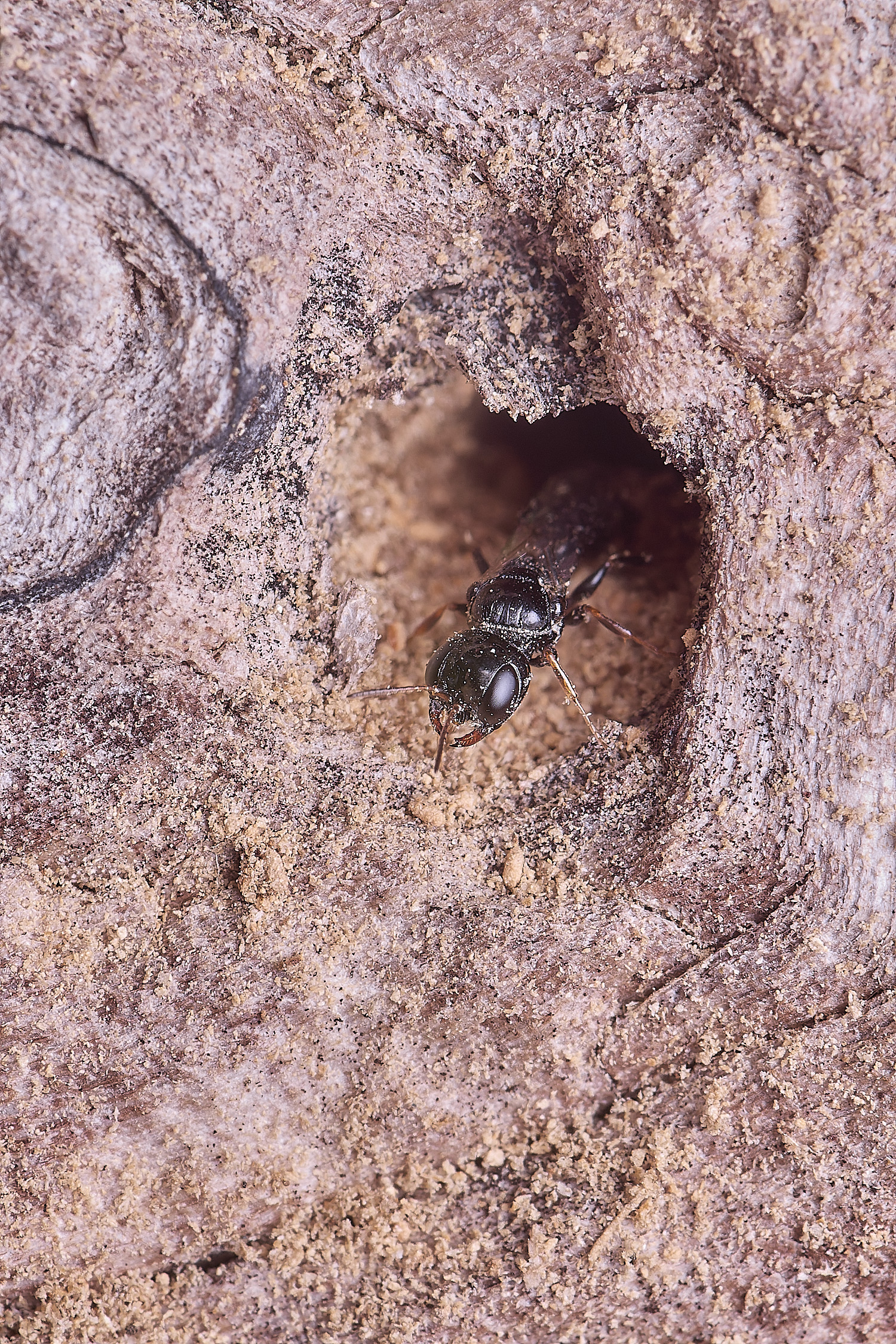 HanworthWasp140625-1 1