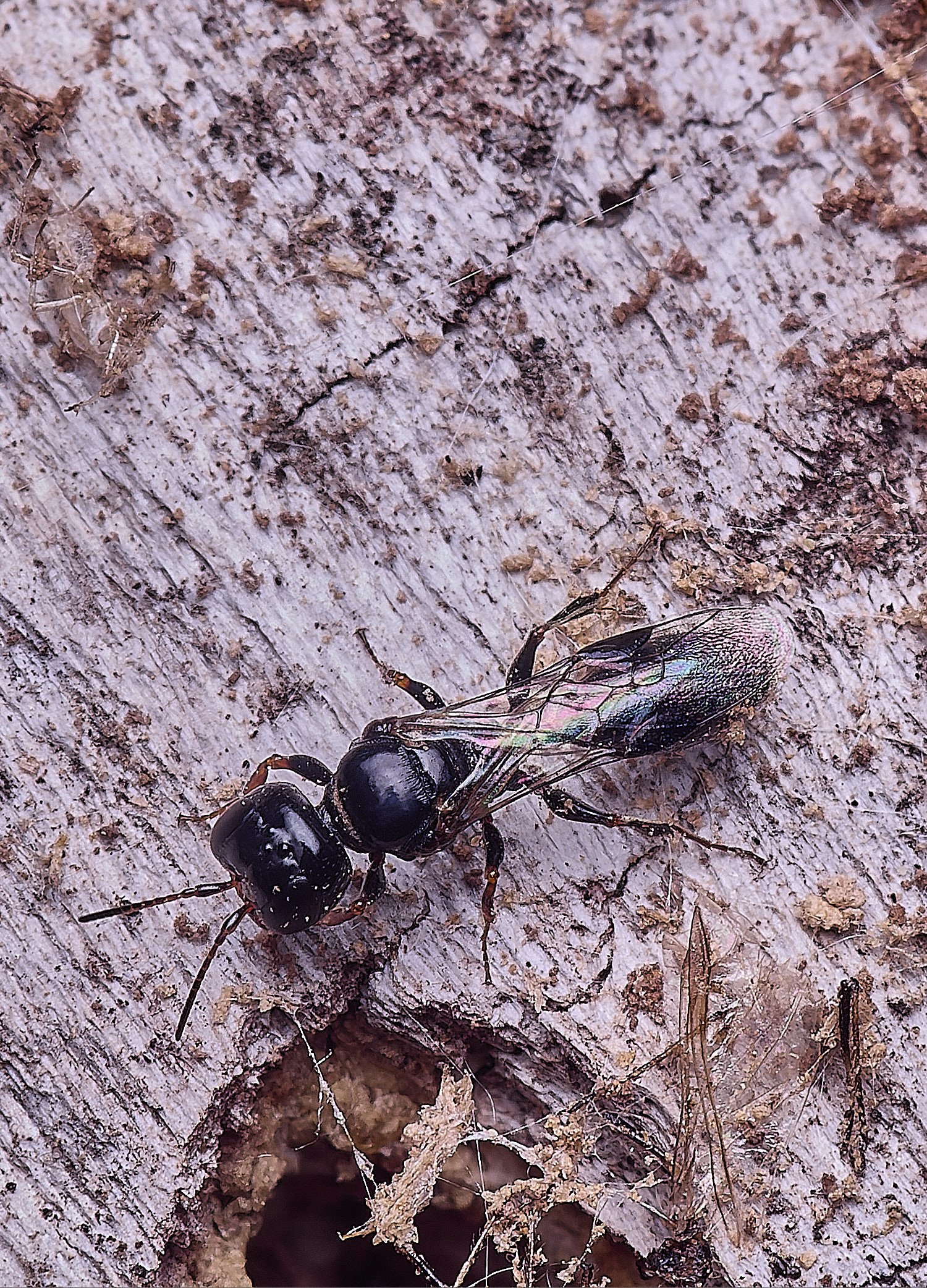 HanworthWasp140625-2 1