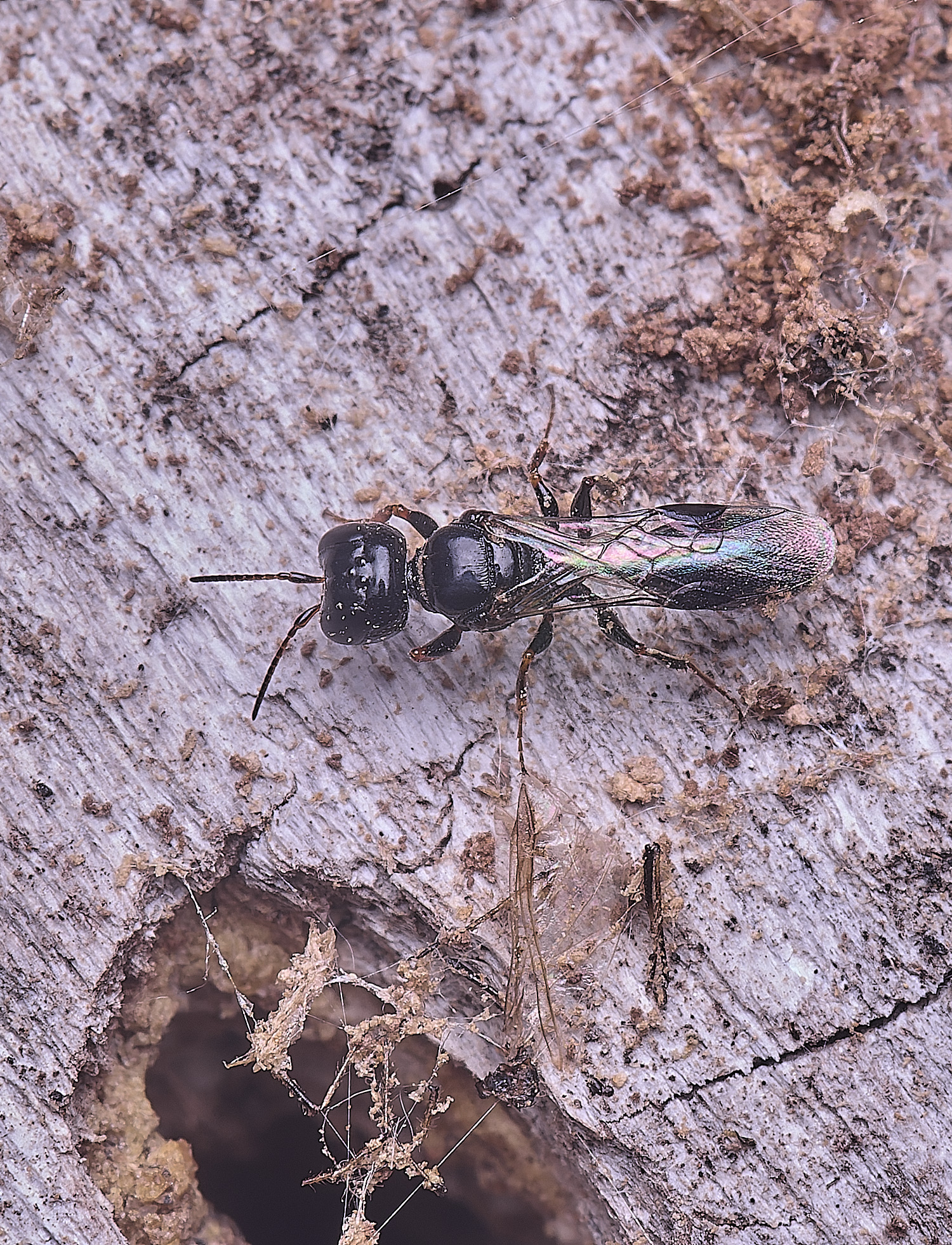 HanworthWasp140625-3 1