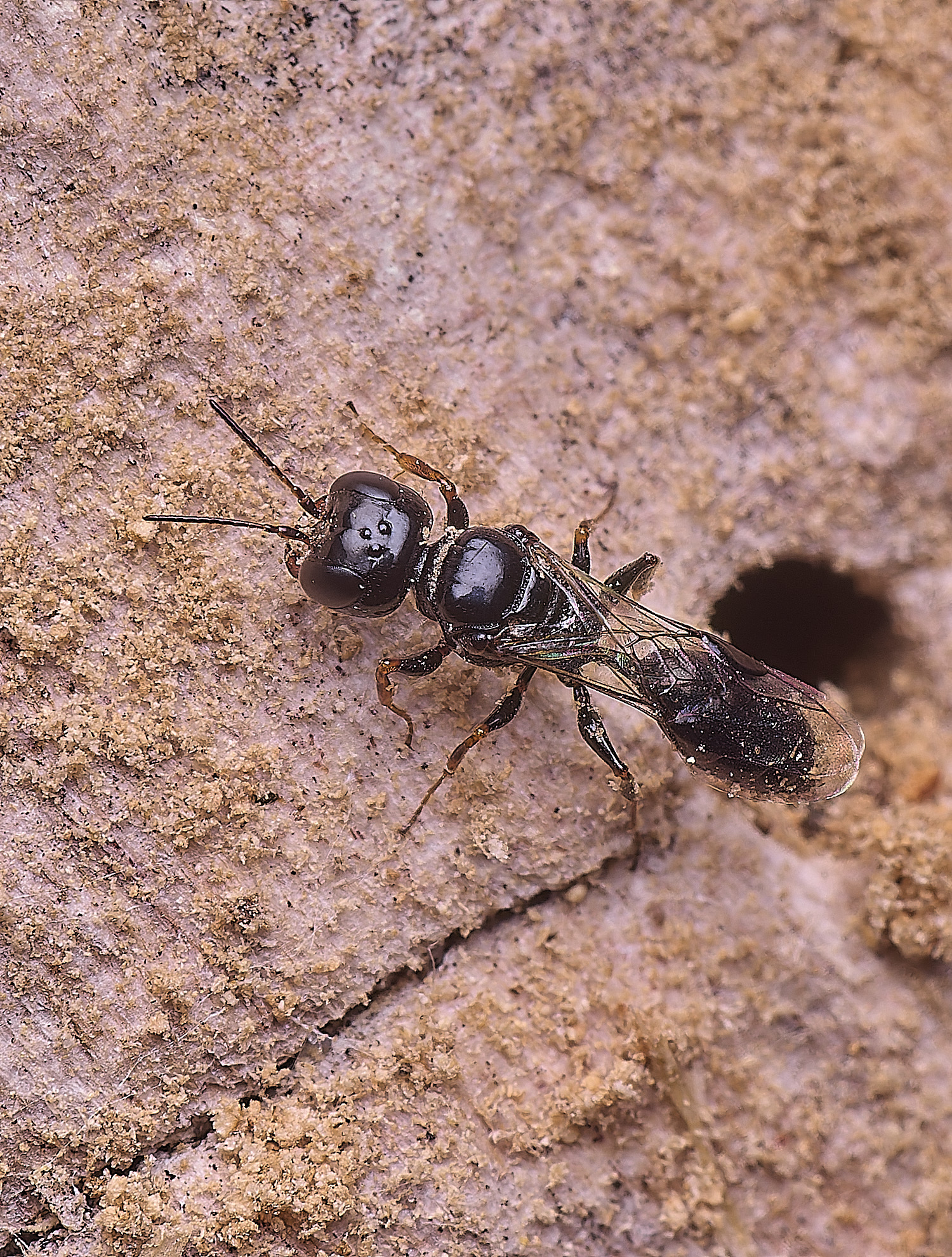 HanworthWasp140625-4 1