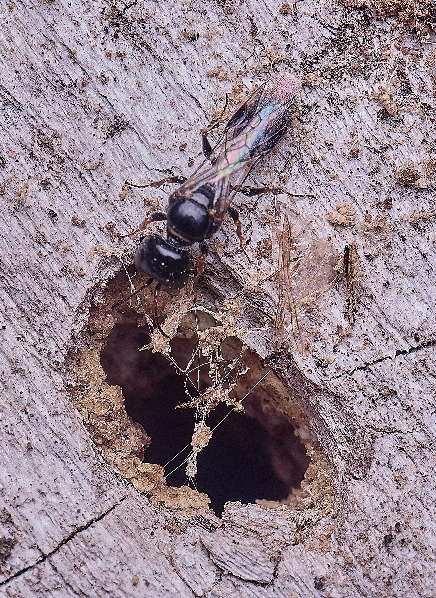 HanworthWasp140625-5 1