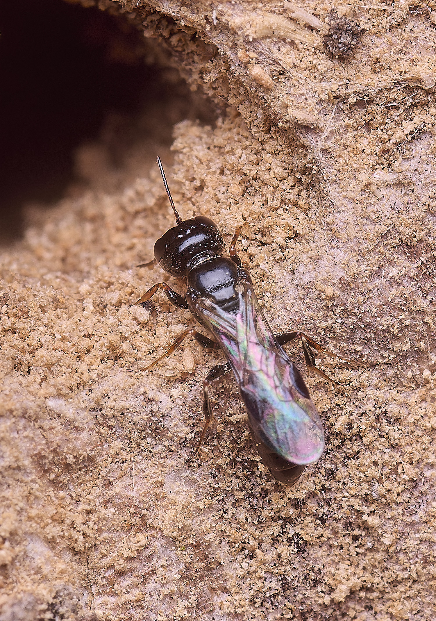 HanworthWasp140625-6