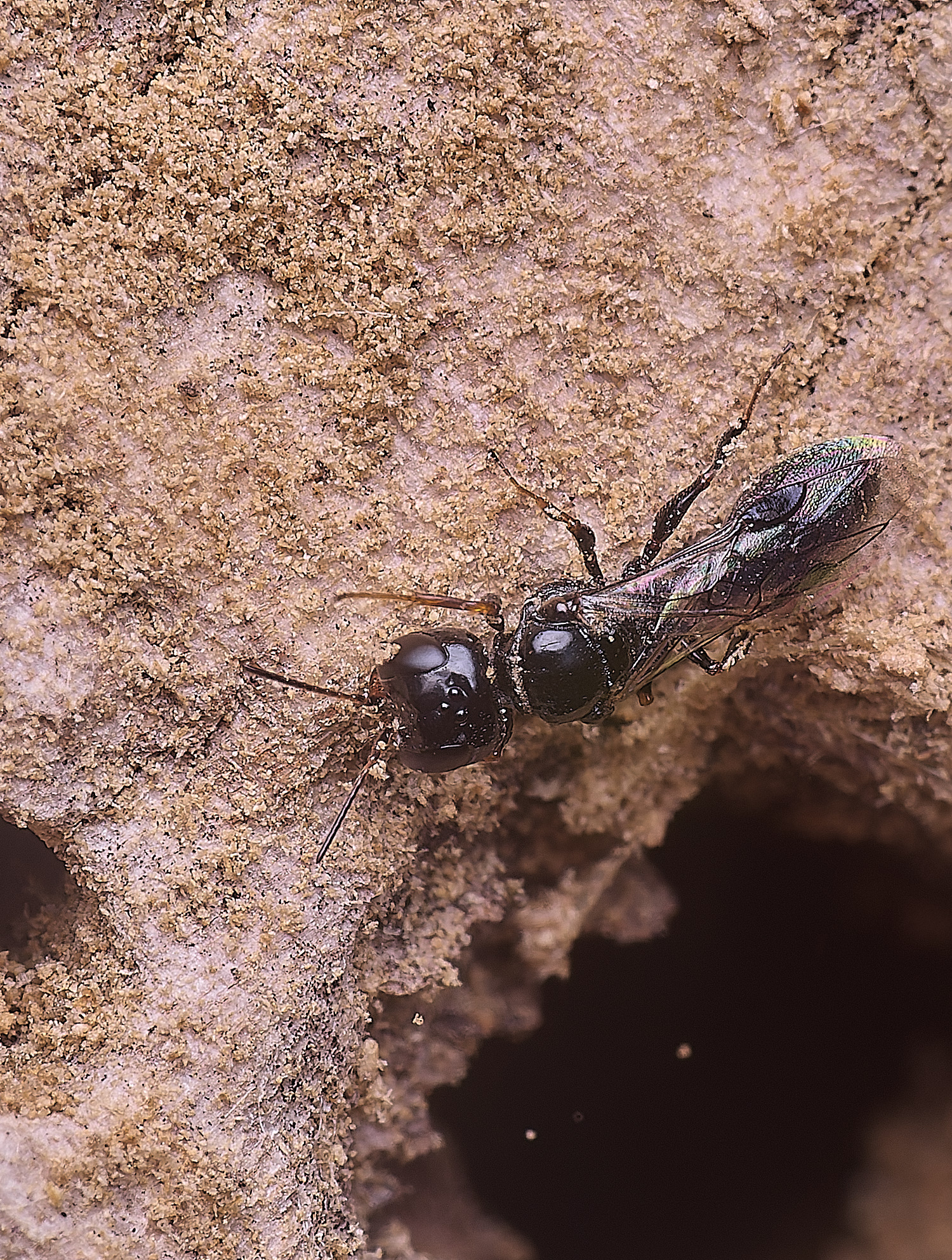 HanworthWasp140625-7