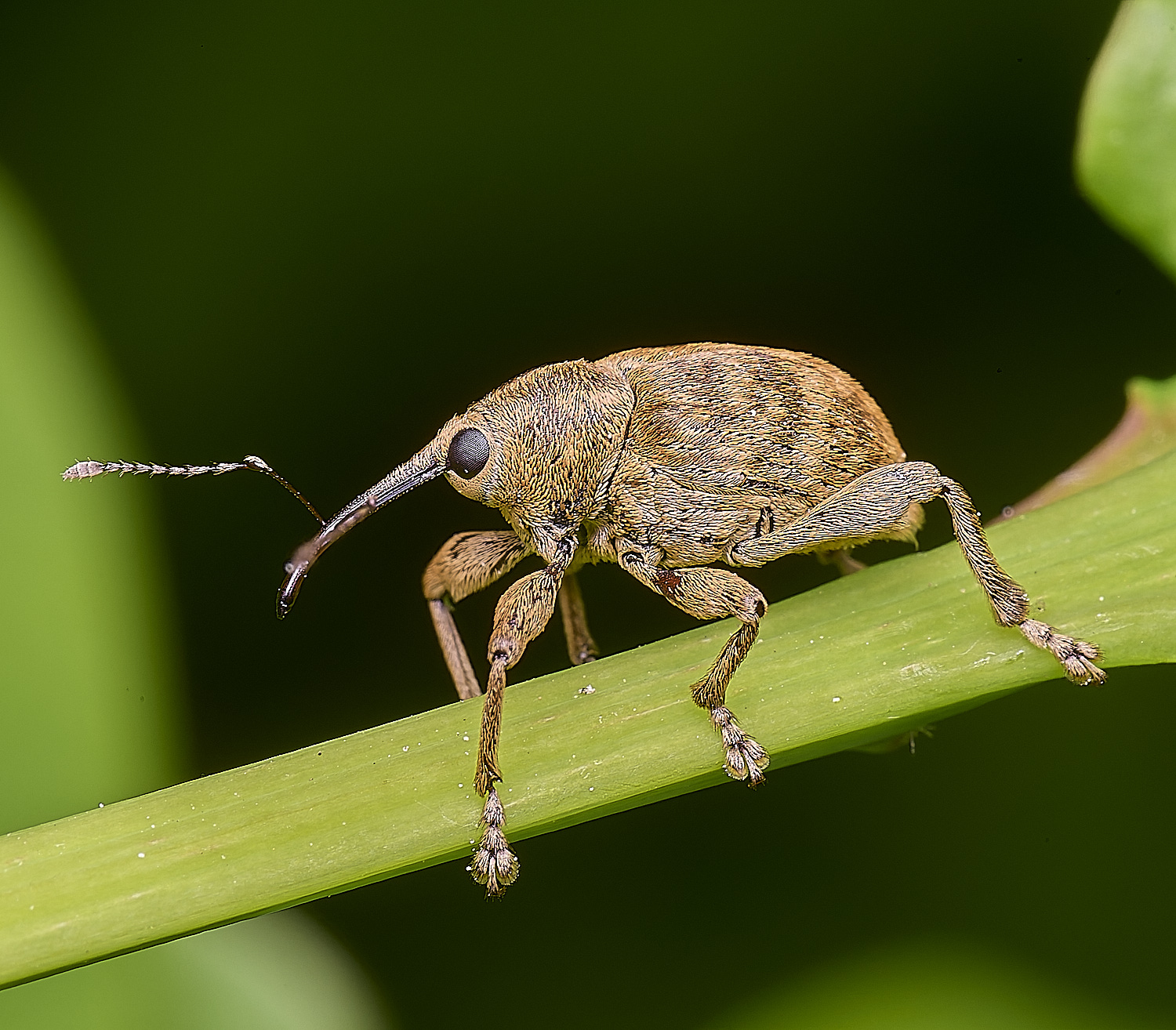 HanworthWeevilSp13052501