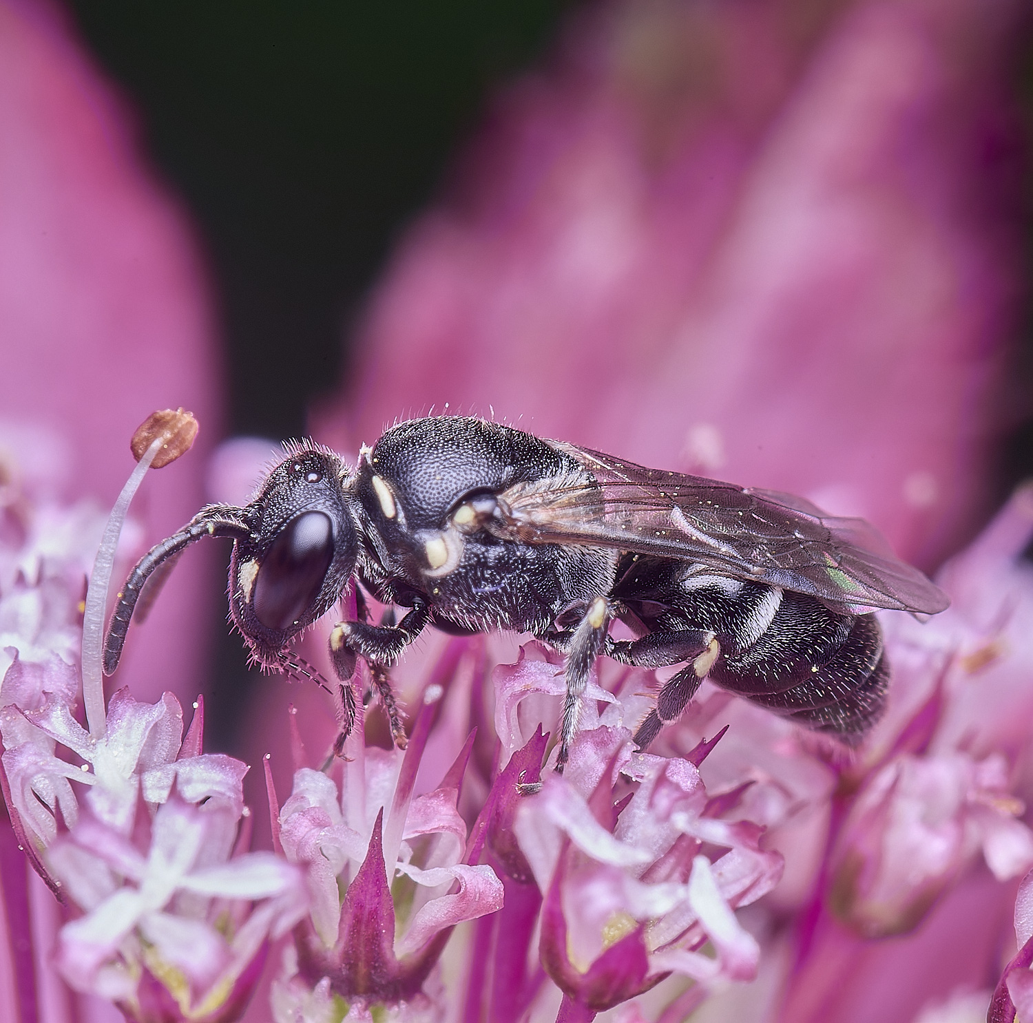 HanworthYellowFace300525-1