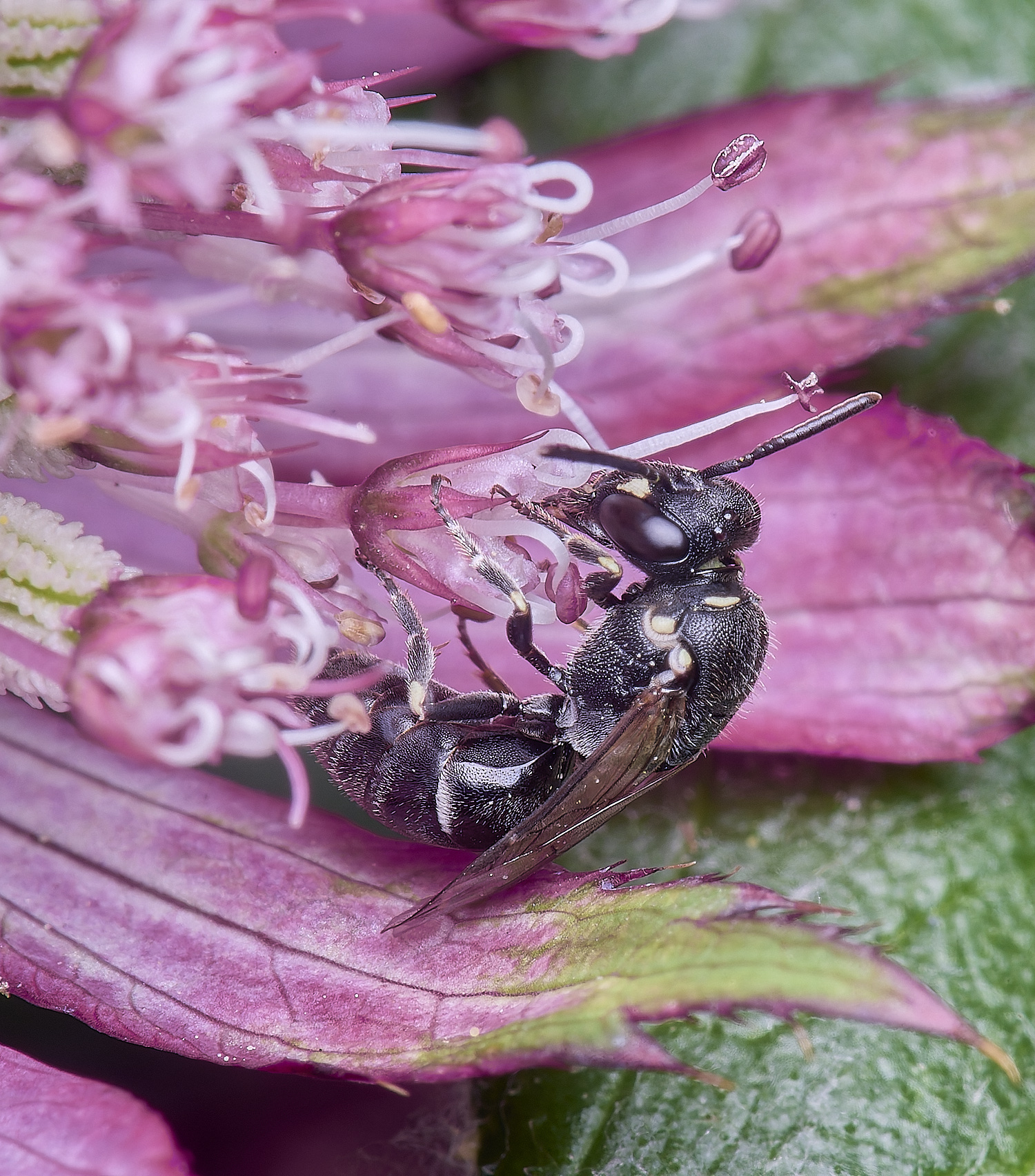 HanworthYellowFace300525-3