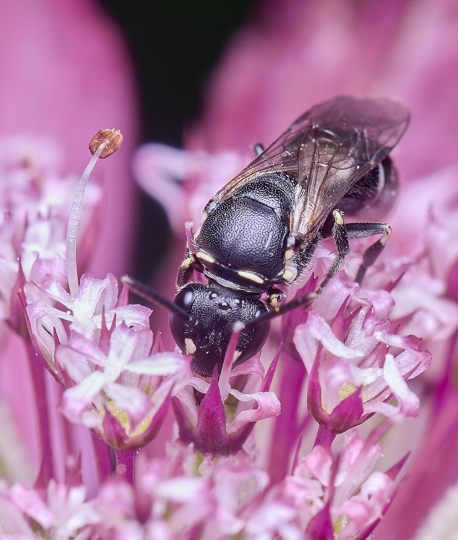 HanworthYellowFace300525-2