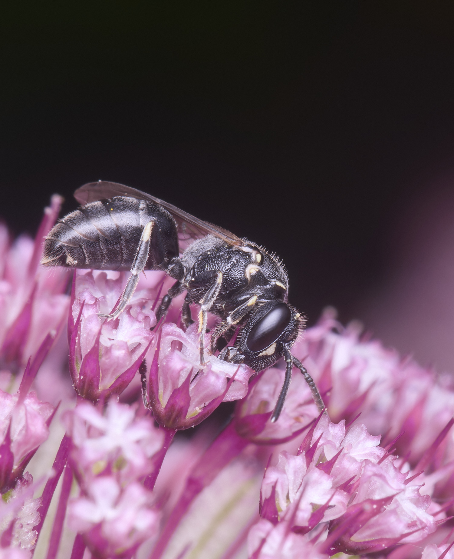 HanworthYellowFace300525-4