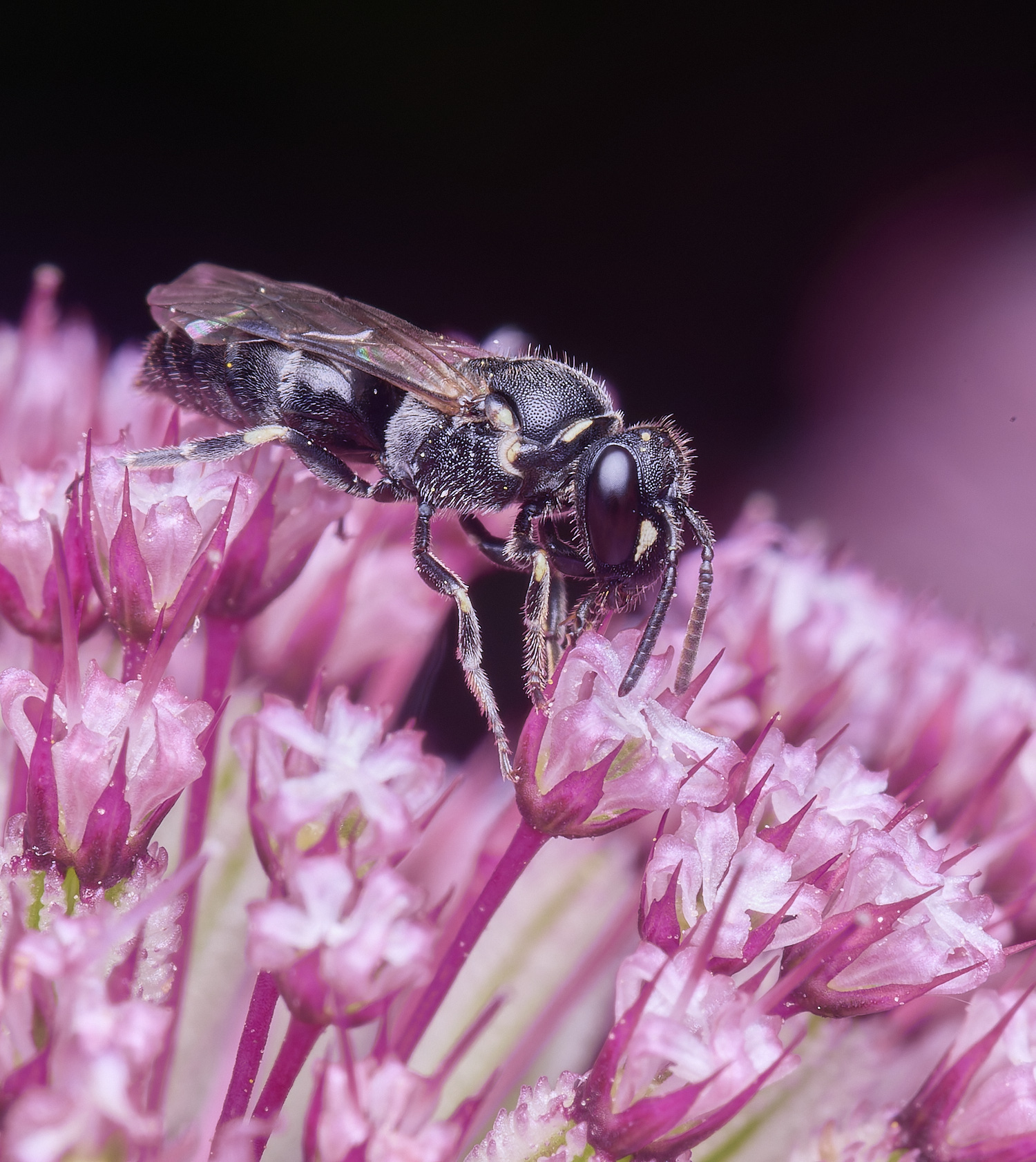 HanworthYellowFace300525-5