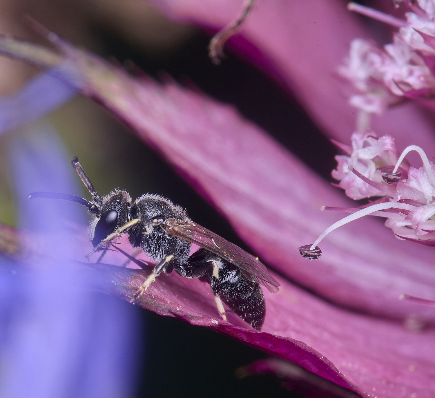 HanworthYellowFace300525-6