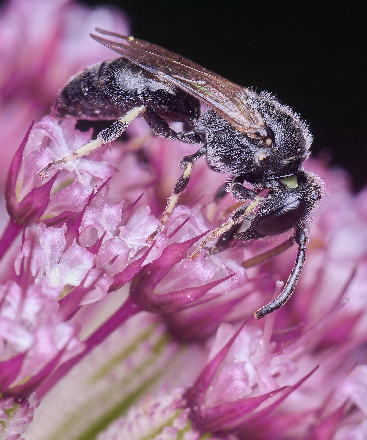 HanworthYellowFace300525-7